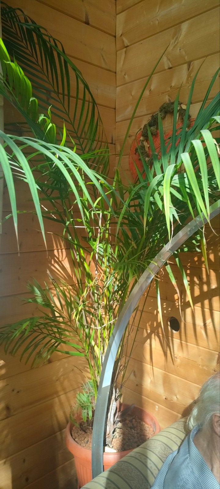 Goud palm te koop, Maison & Meubles, Enlèvement, Vert