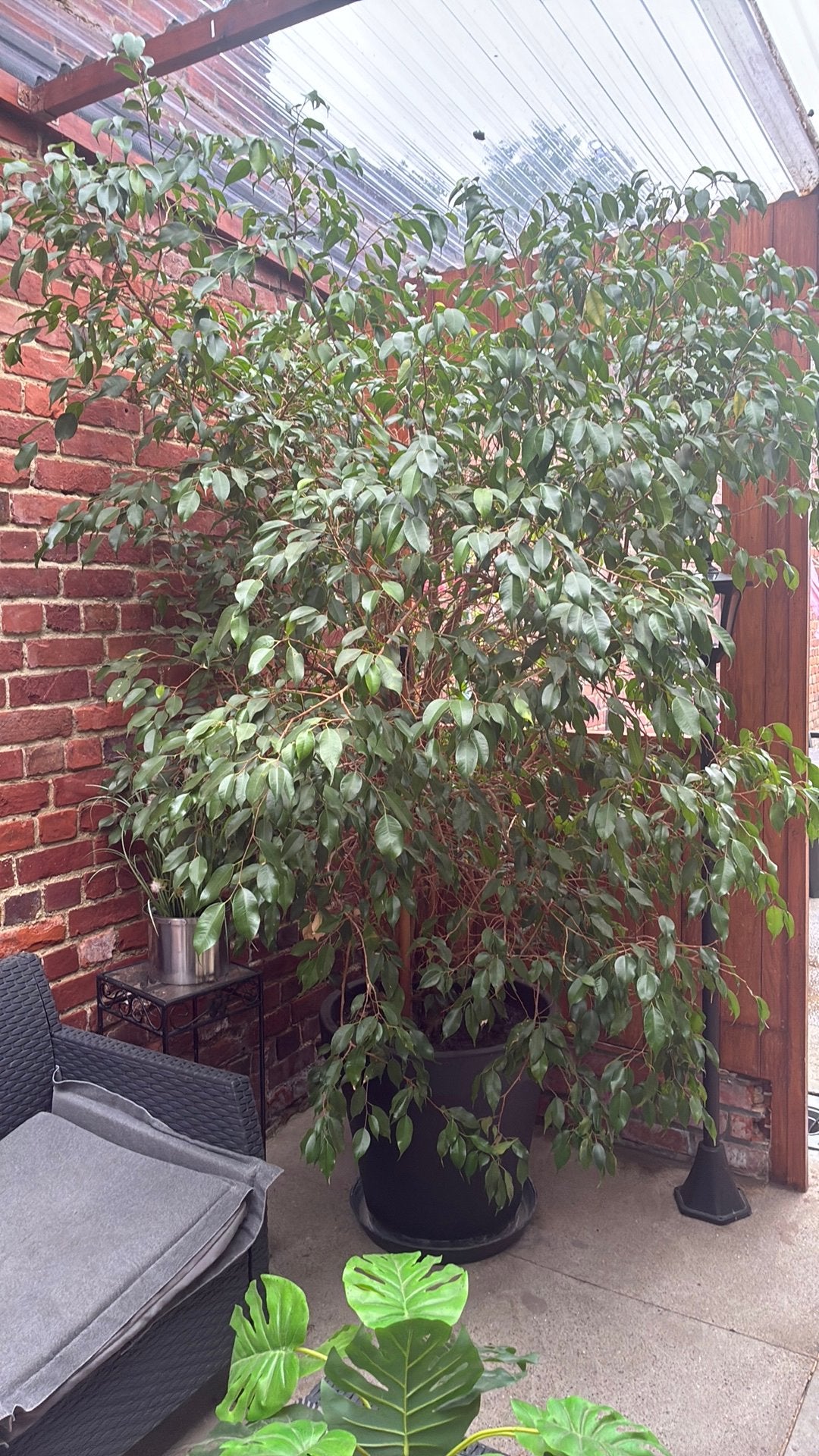 Plante, Jardin & Terrasse, En pot, Ne fleurit pas, Plein soleil, Autres espèces