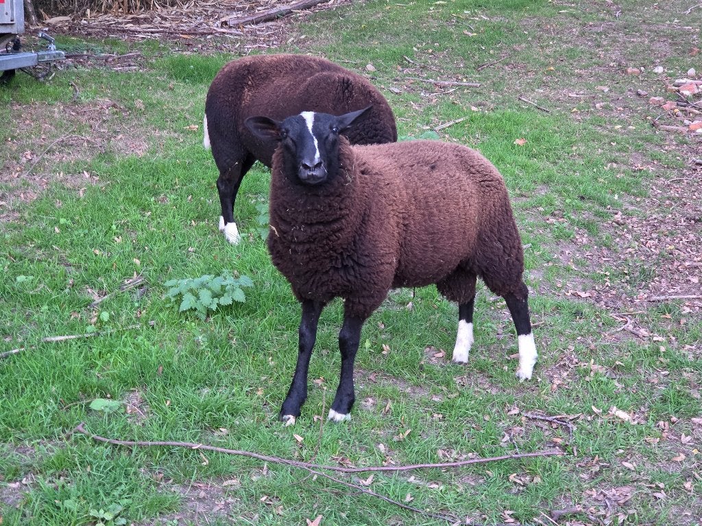 Zwartbles ram, Dieren en Toebehoren, Mannelijk, Schaap, 0 tot 2 jaar