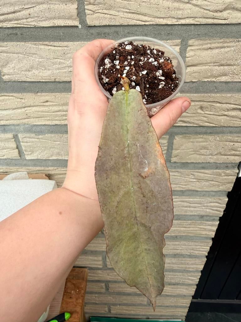 Hoya mitrata silver pearl, Enlèvement ou Envoi