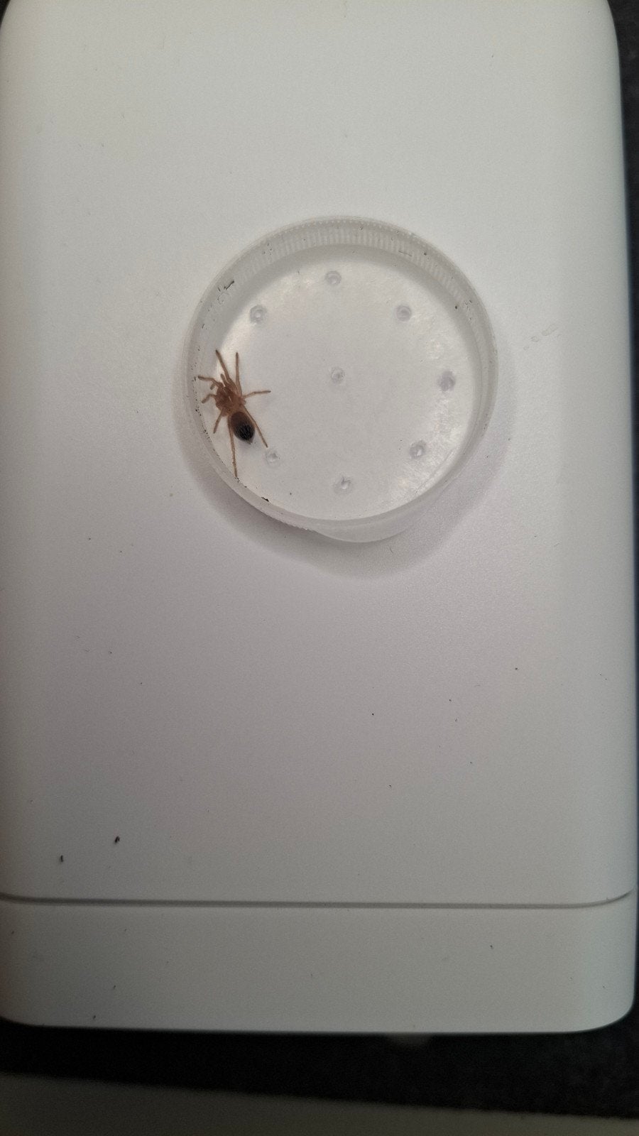 Lasiodora Parahybana slings, Animaux & Accessoires, Insectes & Araignées