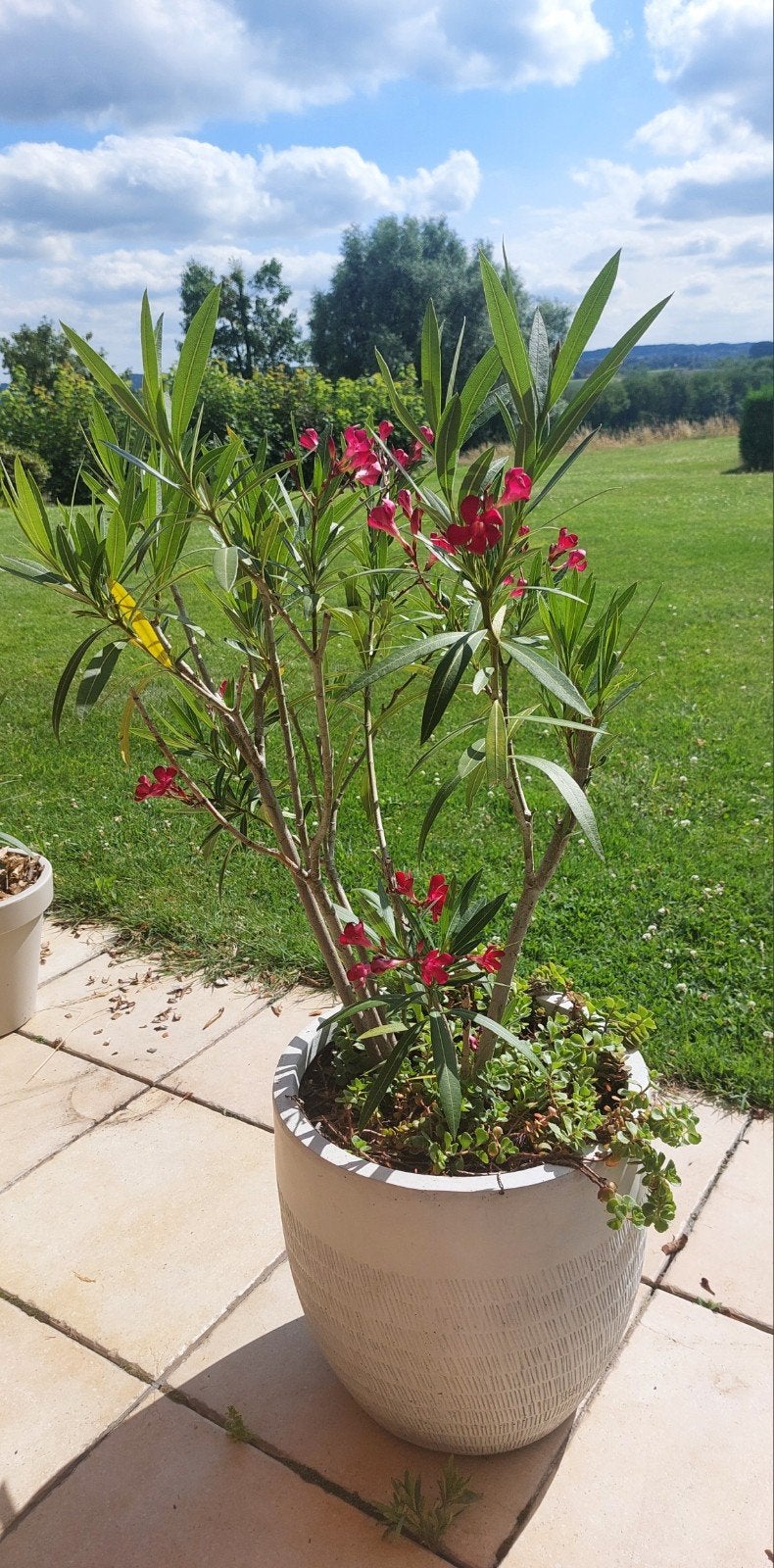 Oleander in bloempot, Tuin en Terras, Planten | Tuinplanten, Ophalen
