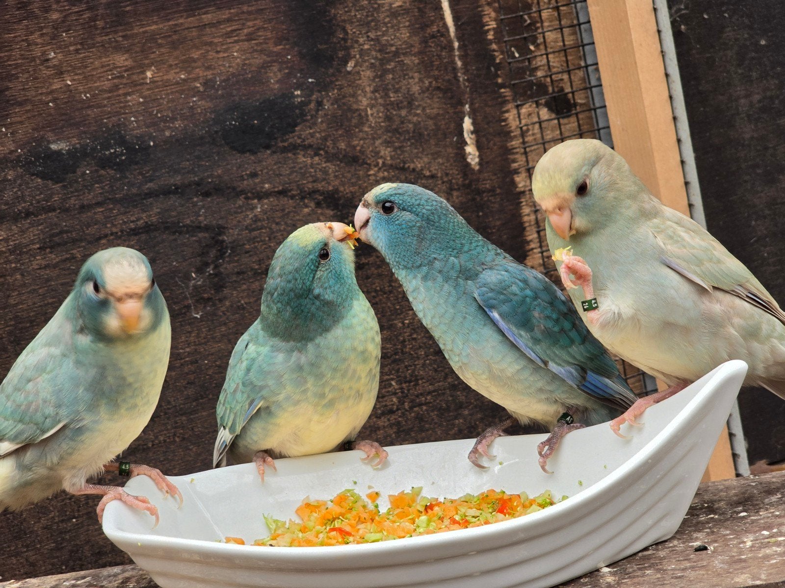 Kakariki jongen, Dieren en Toebehoren, Vogels | Parkieten en Papegaaien, Meerdere dieren, Parkiet, Geringd
