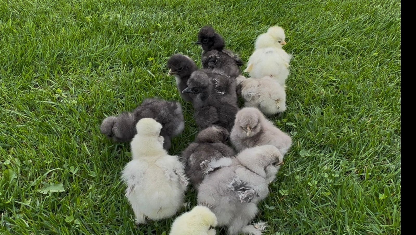 Zijdehoen usa kuikens, Animaux & Accessoires, Volatiles, Sexe inconnu, Poule ou poulet