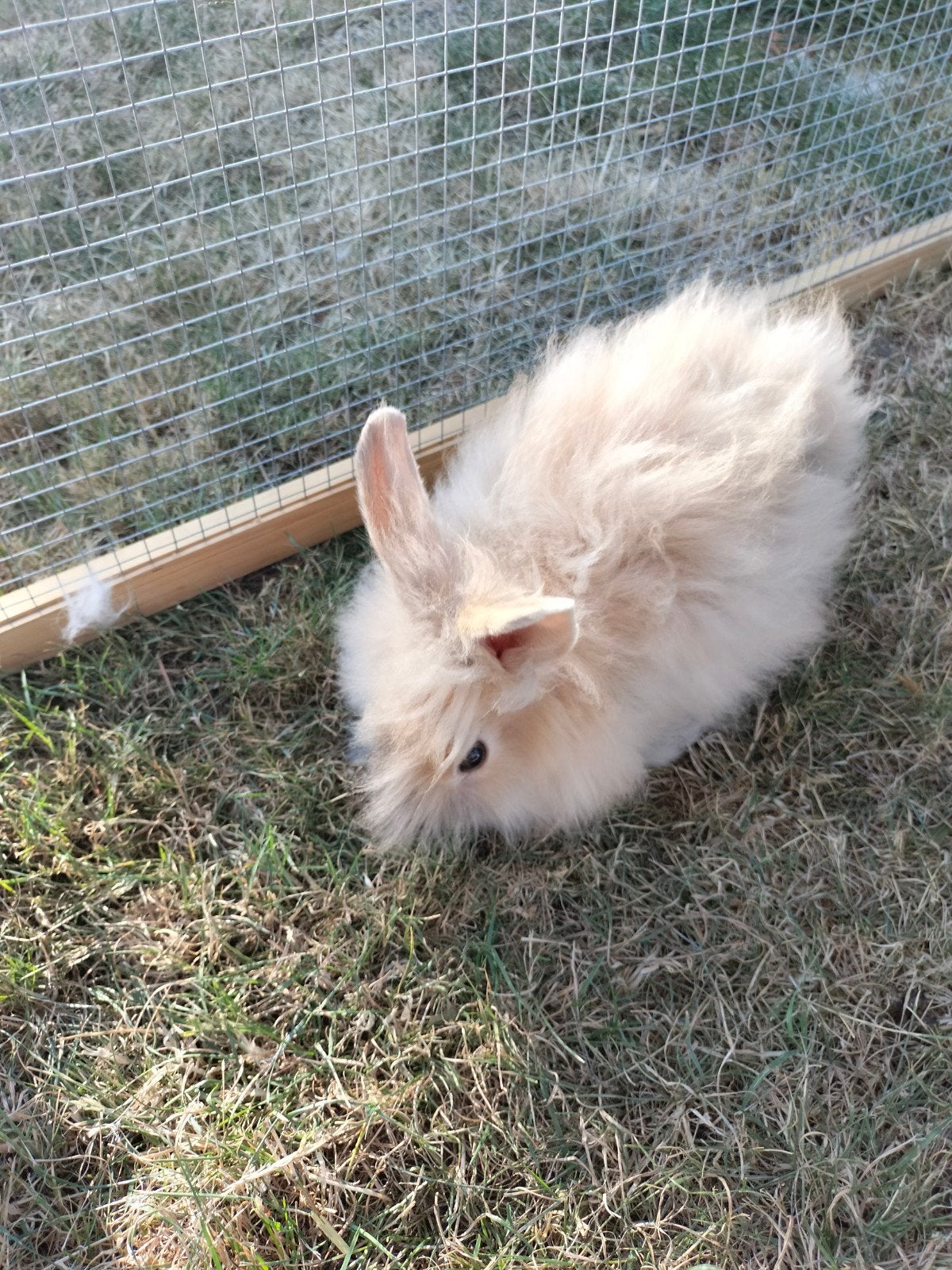 Teddy dwergkonijntje., Dieren en Toebehoren, Mannelijk, Dwerg, 0 tot 2 jaar