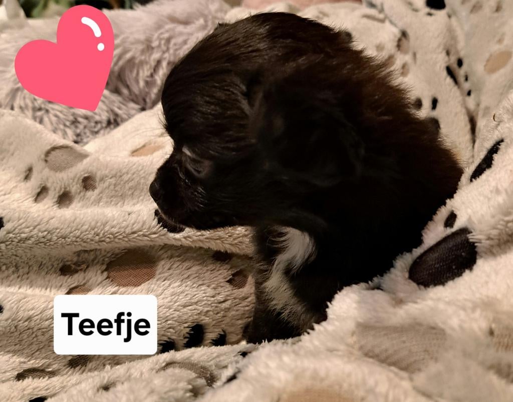 Fantastisch mooie langharige chihuahuatjes, België, Fokker | Hobbymatig, 8 tot 15 weken, Meerdere