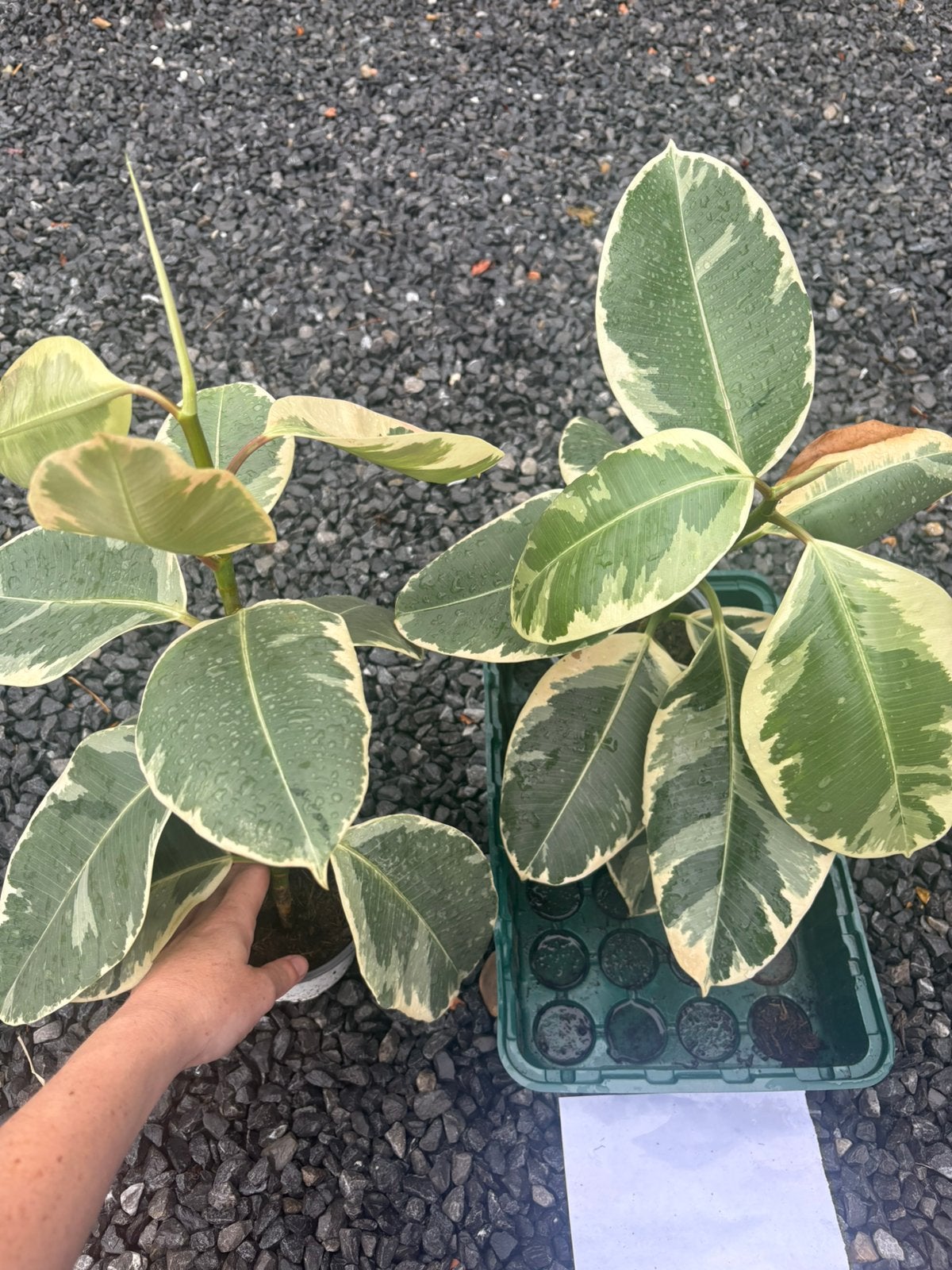 Rubberplant, Tuin en Terras, Planten | Tuinplanten, Ophalen