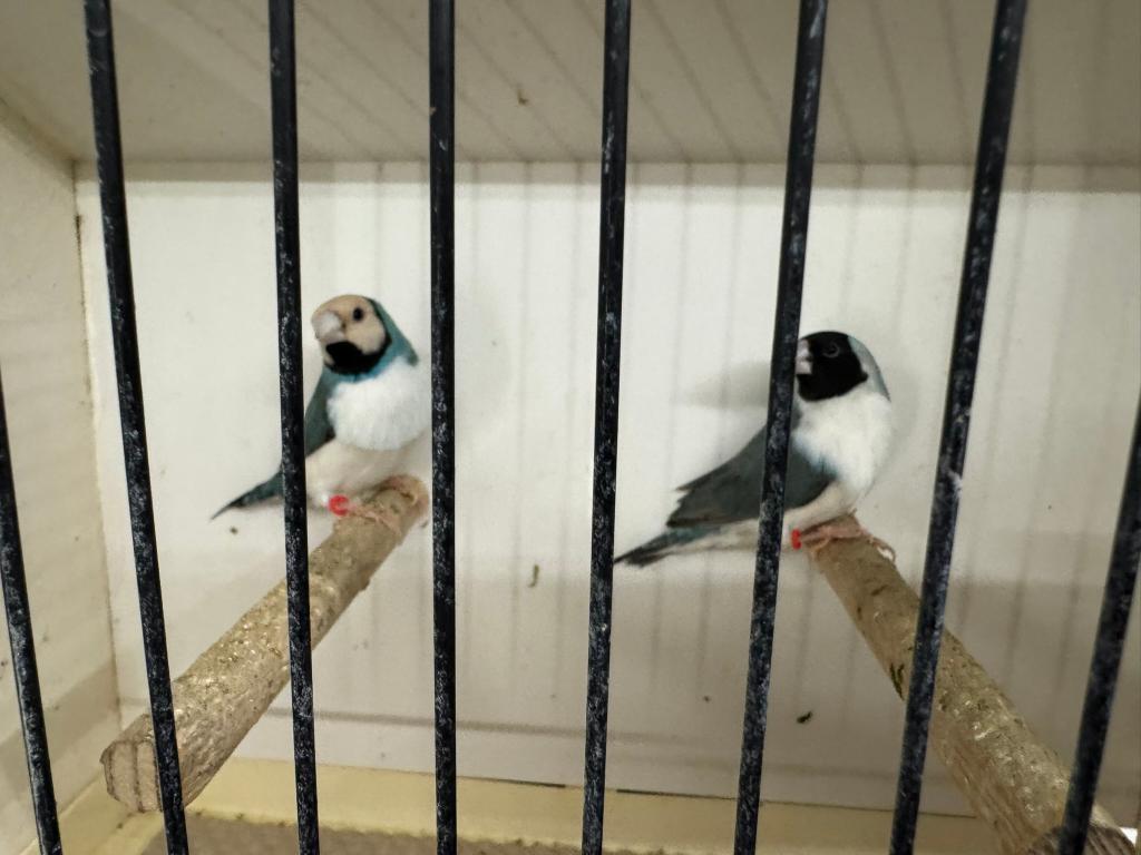 Koppel blauwe gouldamadines/goulds te koop (Koppel 2), Animaux & Accessoires