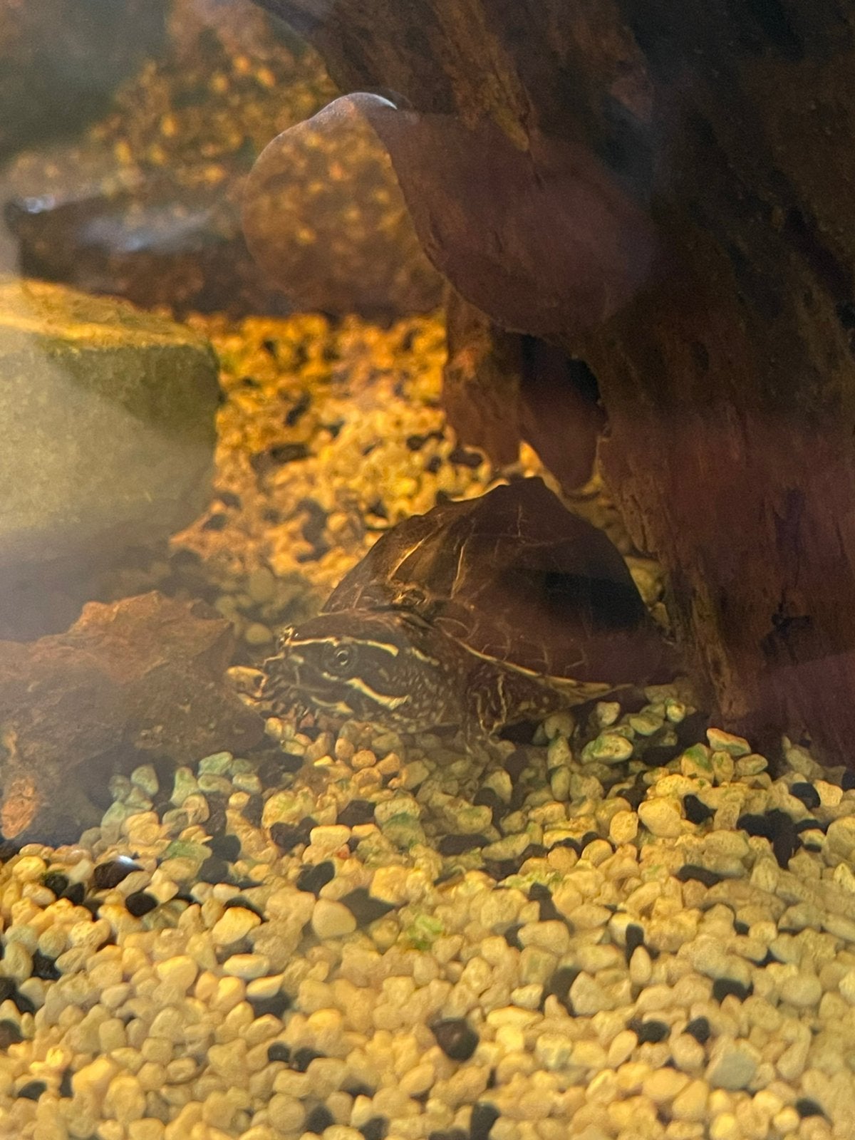 Muskus schildpad + aquarium, Animaux & Accessoires, Tortue, Avec terrarium, 0 à 2 ans