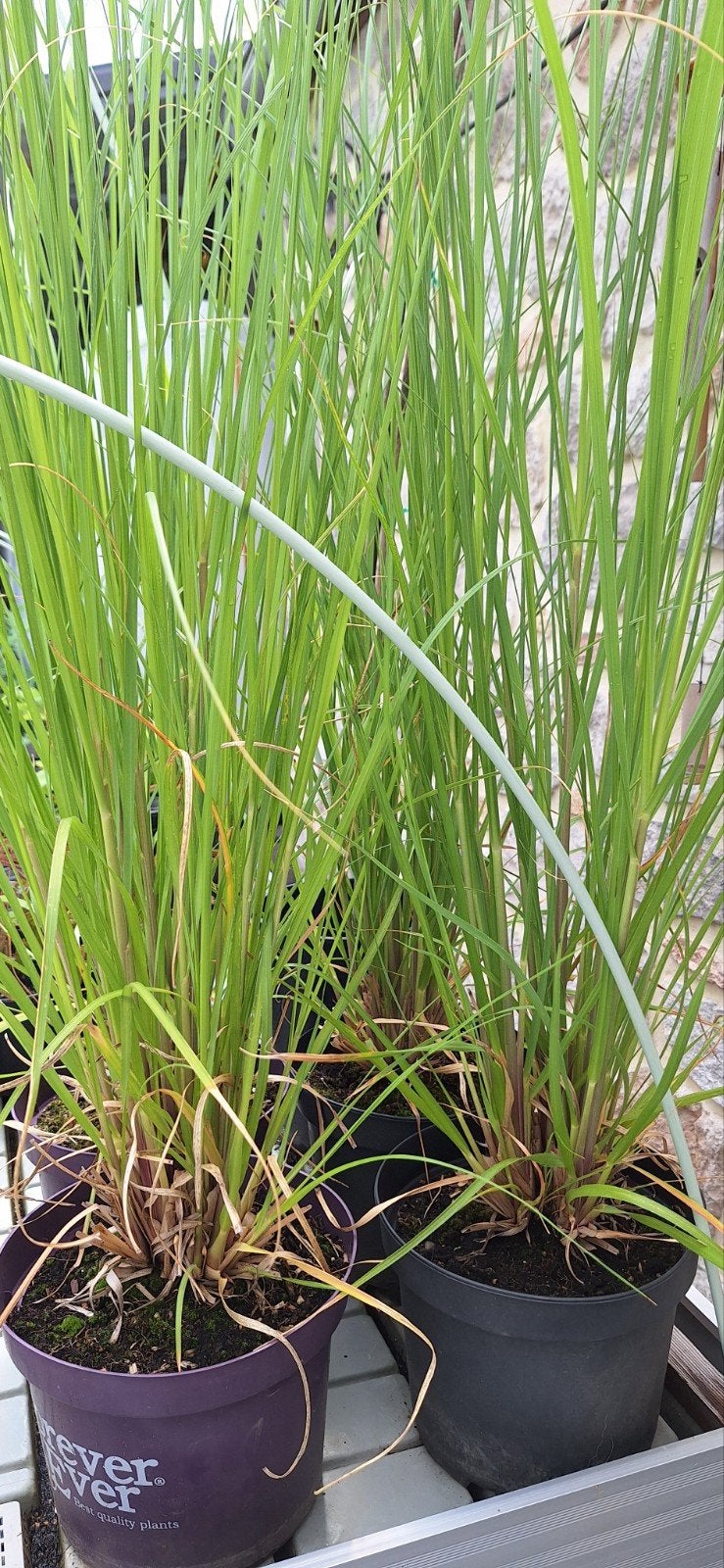 Pampas gras, Ophalen