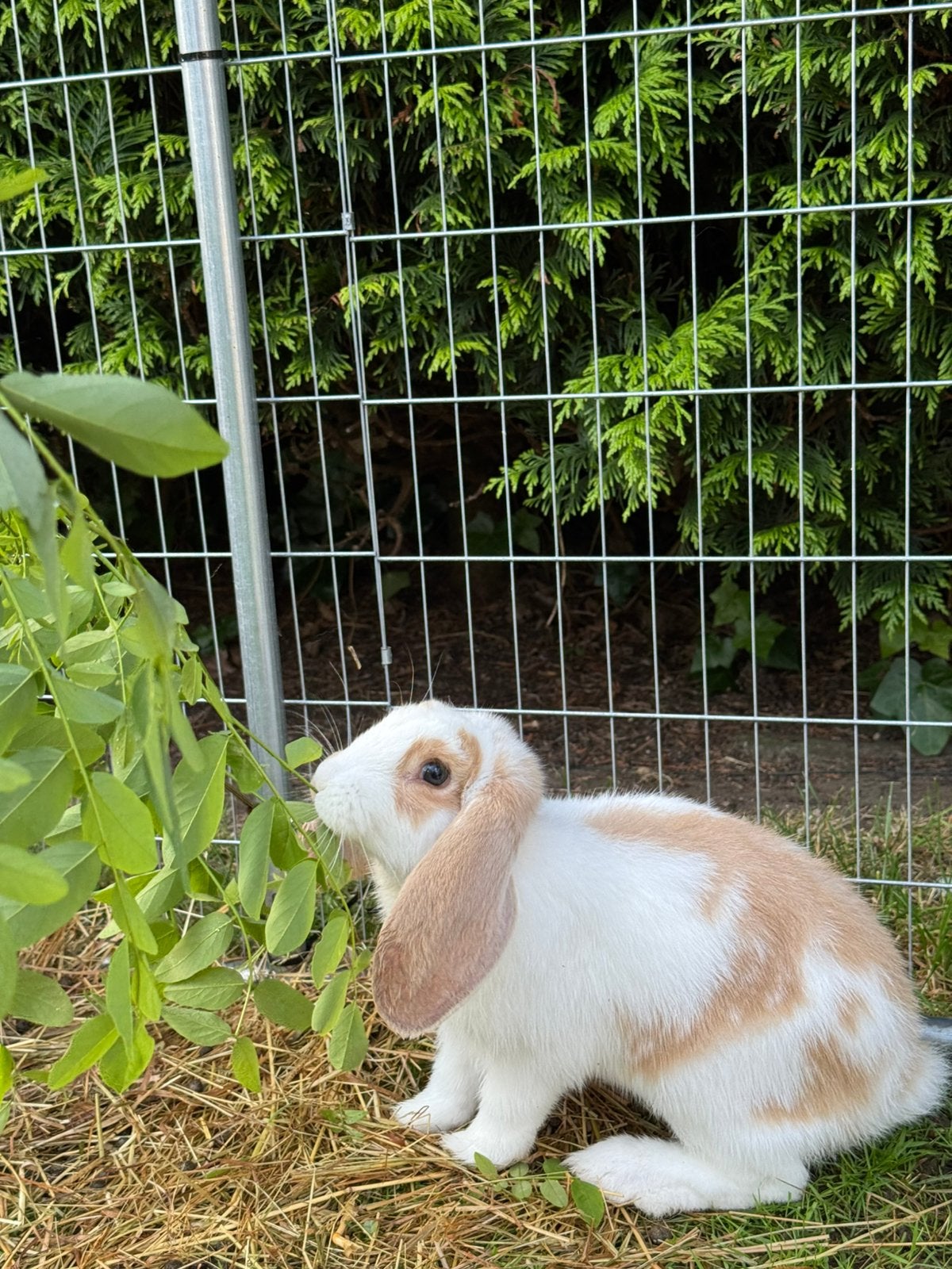 Franse hangoor x Duitse reus ram, Dieren en Toebehoren, Konijnen, Hangoor