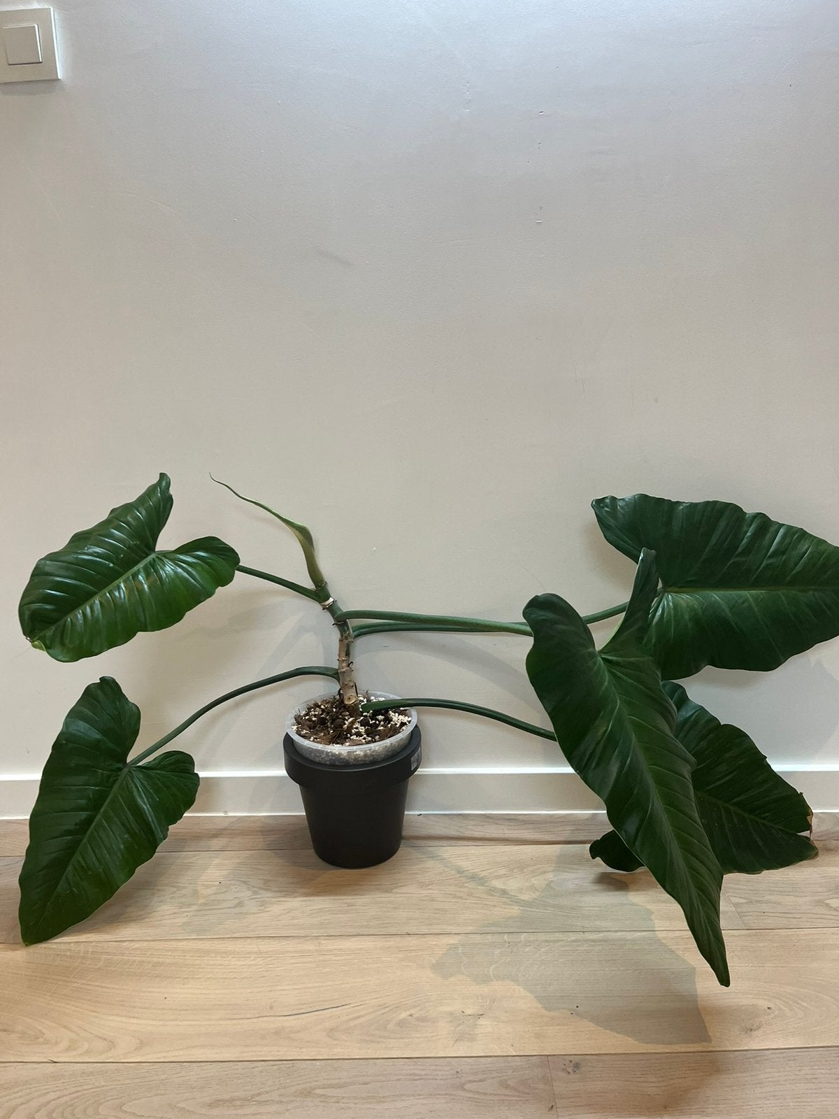 Philodendron Subhastatum (variegated) XL leafs, Huis en Inrichting, Kamerplanten, Ophalen