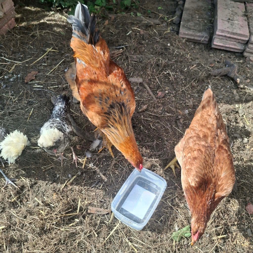 Brahma haan, Animaux & Accessoires, Mai, Mâle