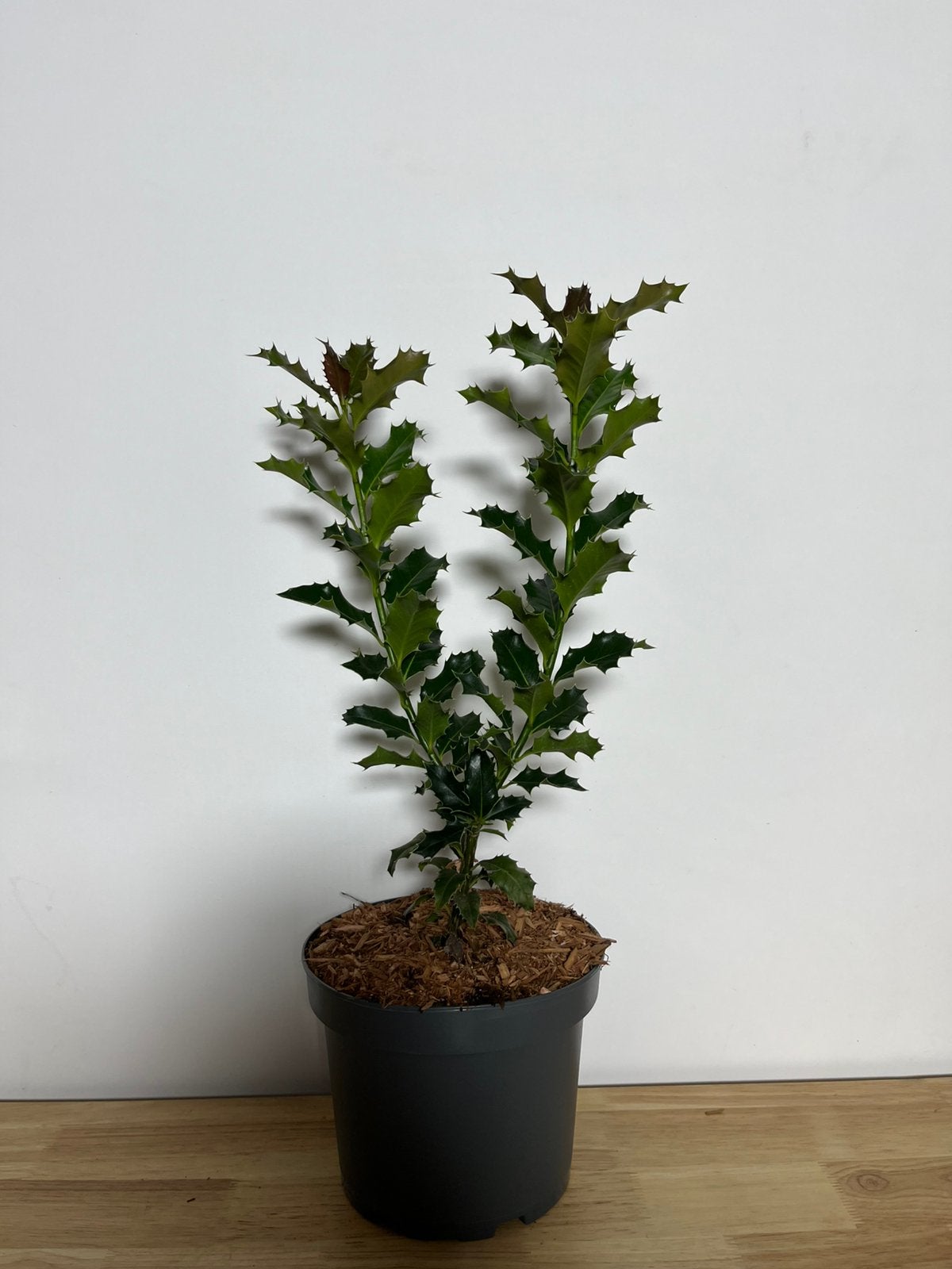 Ilex aquifolium, Tuin en Terras, Ophalen