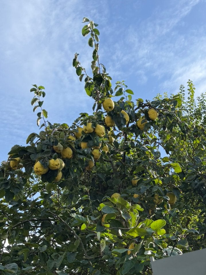 Verse kweeperen uit eigen tuin, Ophalen