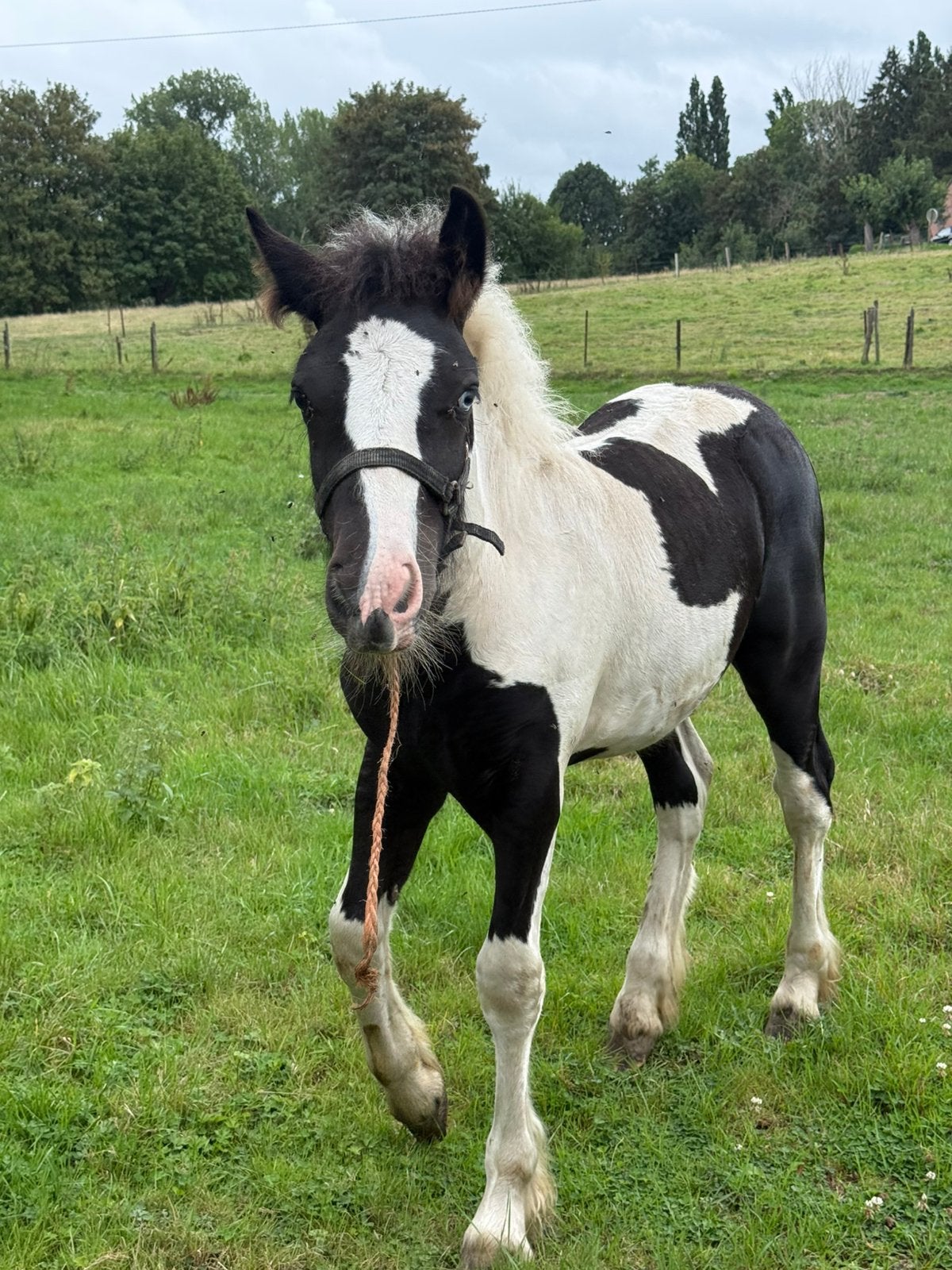 Poulain irish cob PP part breed a vendre, Avec pedigree, Moins de 160 cm, Plusieurs animaux, Ne s'applique pas