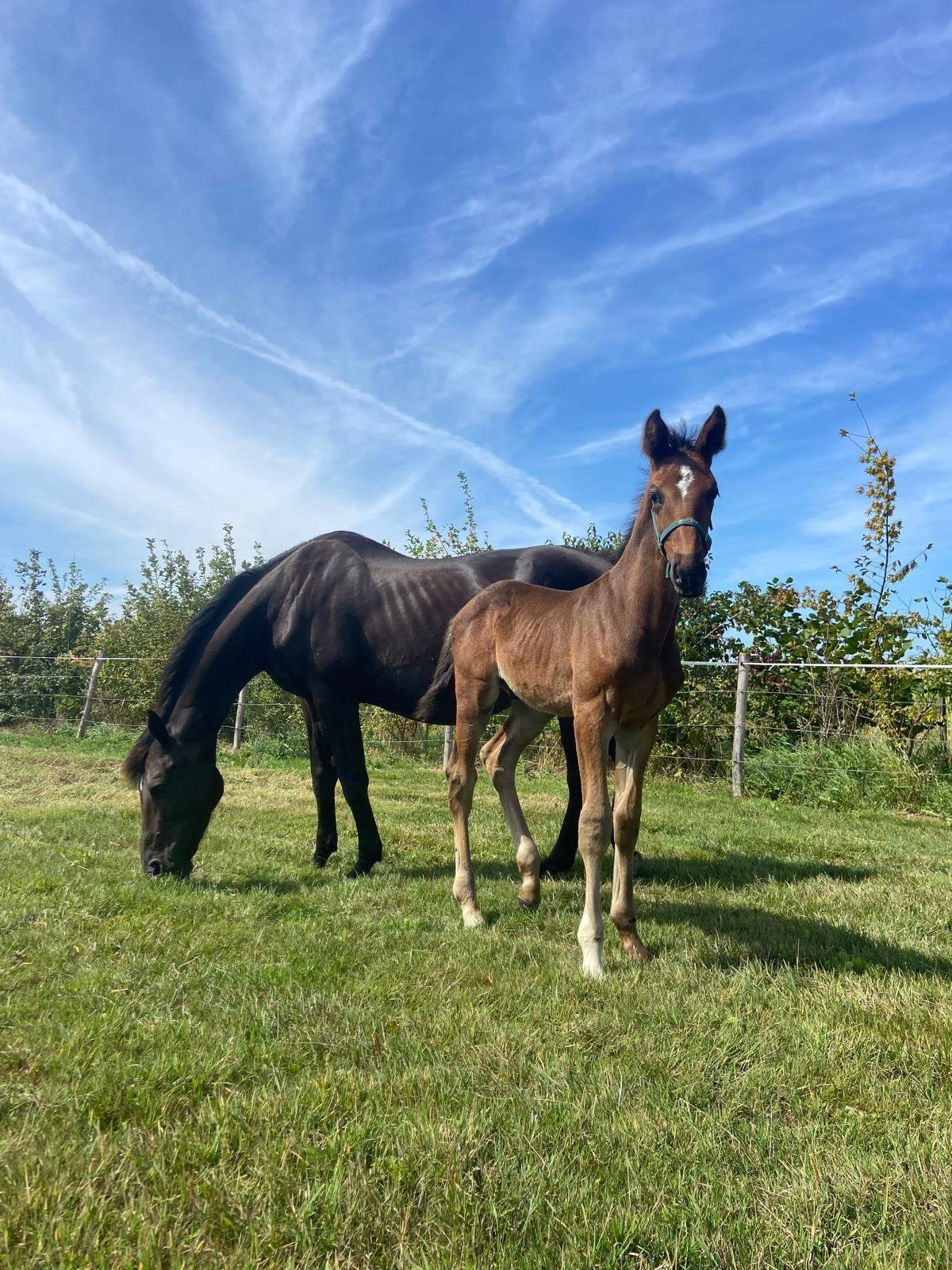 Paard en veulen, Jument, Z