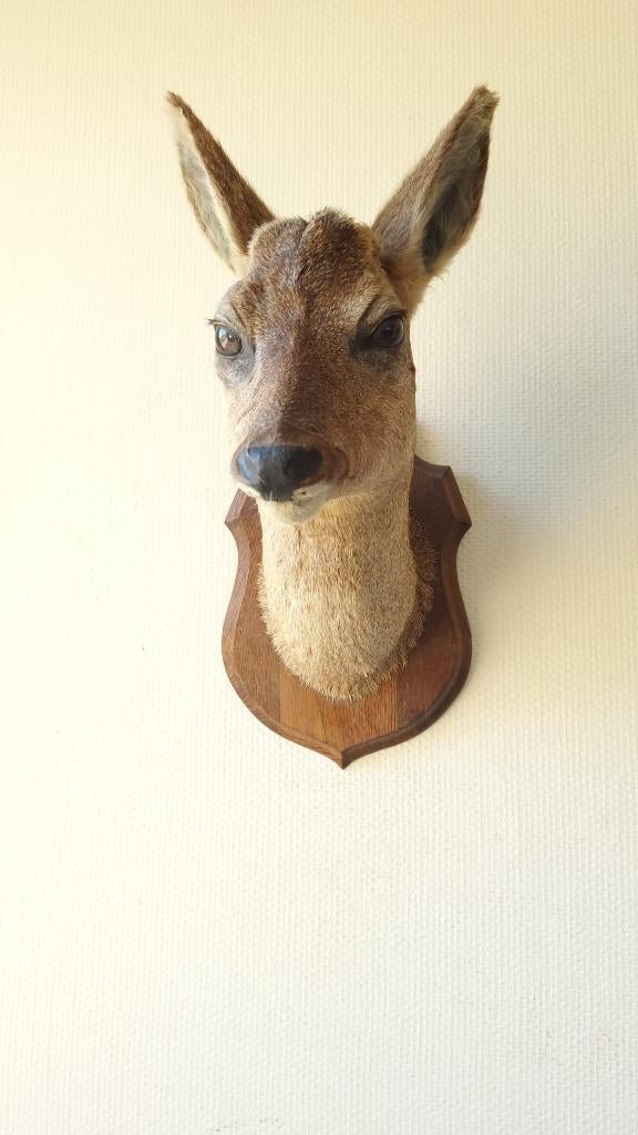 Taxidermie Opgezette Reeënkop met afgevallen gewei, Verzamelen, Dierenverzamelingen, Ophalen of Verzenden, Gebruikt, Hert, Gewei of Kop