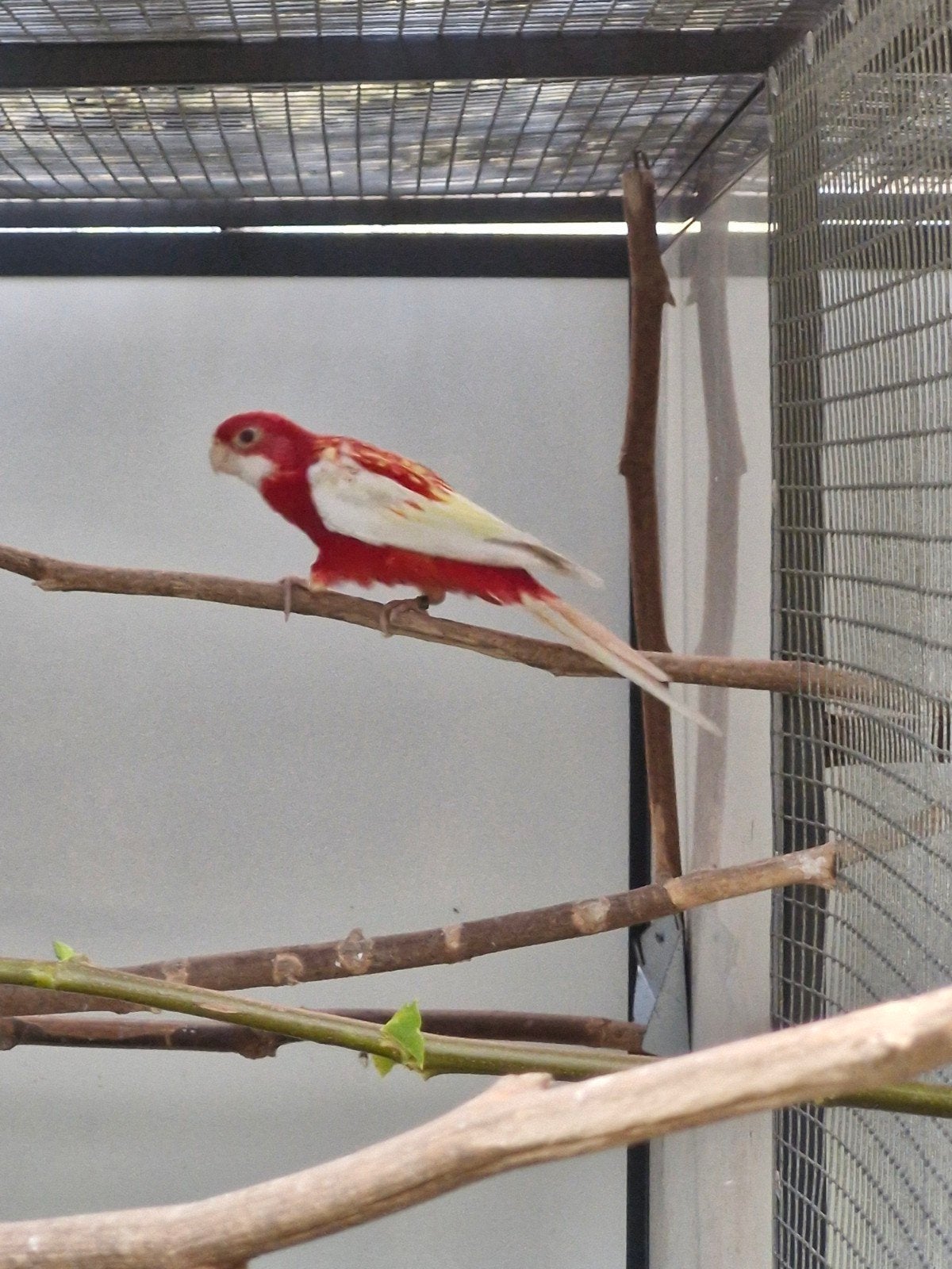 rubino rosella pop geringd 2026 en kakariki, Dieren en Toebehoren, Vrouwelijk, Parkiet, Geringd
