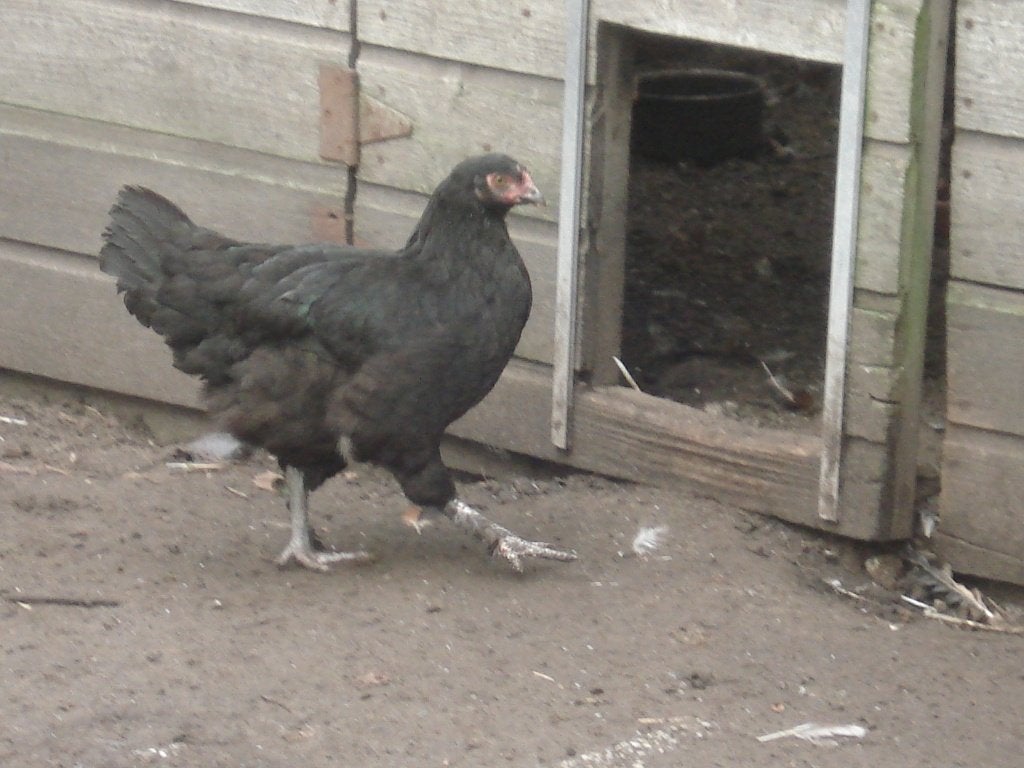 zwarte marans hen, Dieren en Toebehoren, Vrouwelijk, Kip