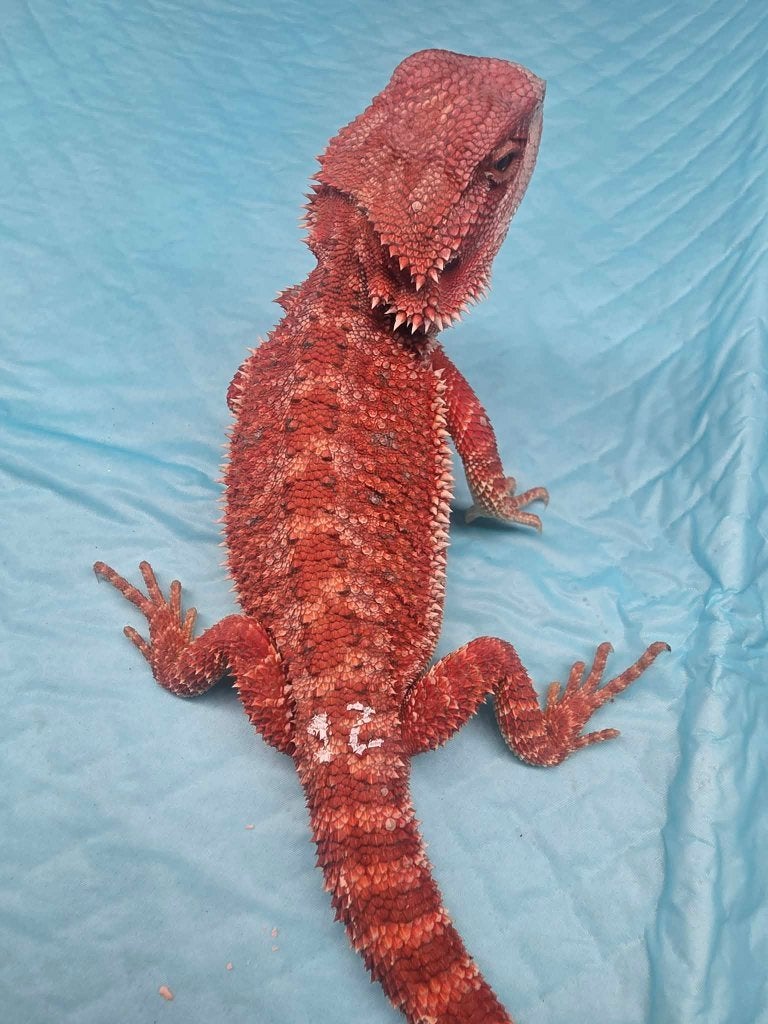 Baardagaam red monster (hypo), Hagedis, Tam, 0 tot 2 jaar