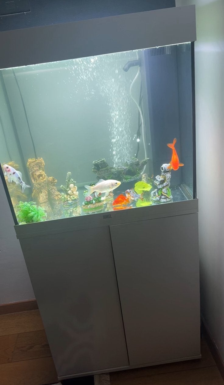 Juwel voor het aquarium, Ophalen, Zo goed als nieuw, Juwel