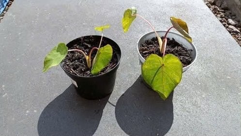 Colocasia Pink china , vanaf 4 euro, Tuin en Terras, Planten | Tuinplanten, Volle zon, Vaste plant, Bloeit niet, Ophalen