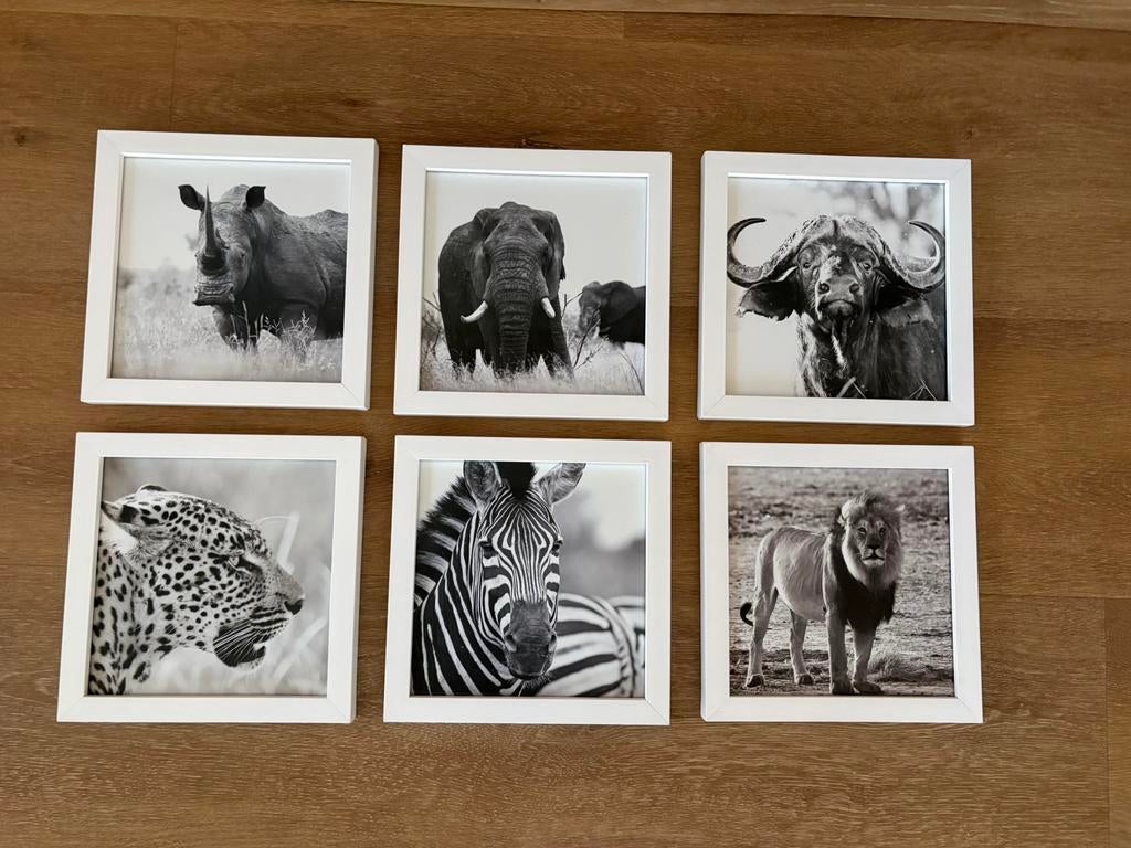 6 cadres « animaux de la savane » noir & blanc 17 x 17, Moins de 50 cm, Enlèvement, Utilisé, Bois