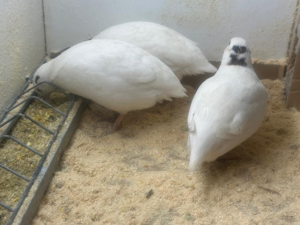 Kwartel broedeieren, Dieren en Toebehoren, Geslacht onbekend, Overige soorten