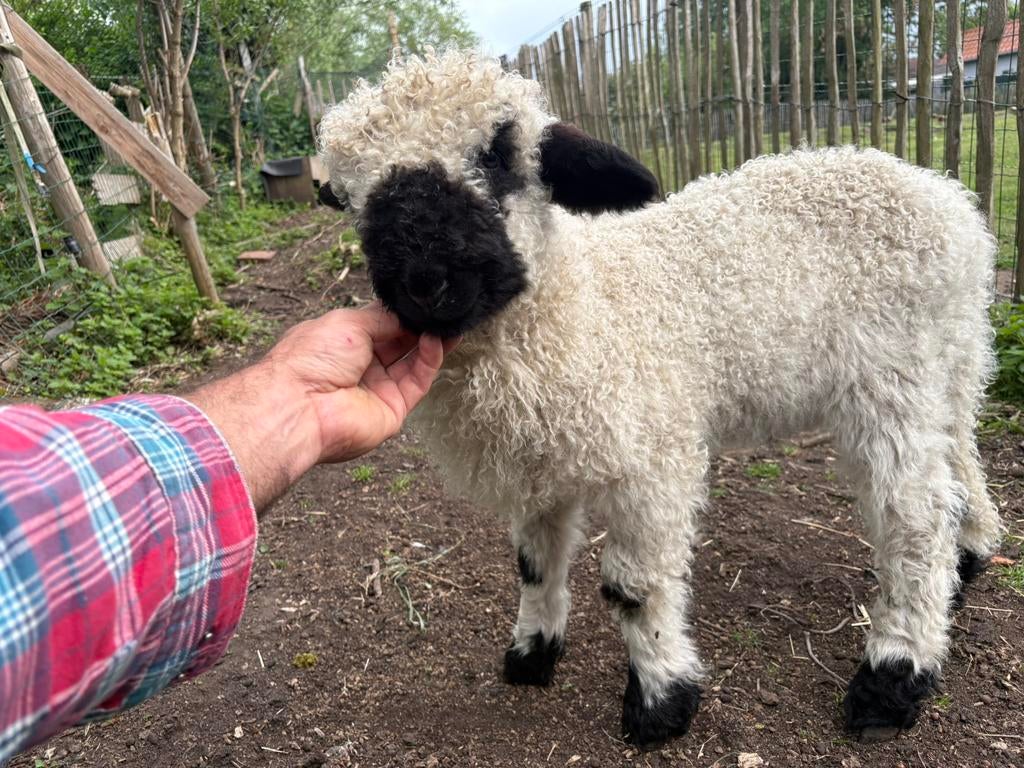Vache Walliser et/ou agneau bélier, Plusieurs animaux, Mouton, 0 à 2 ans