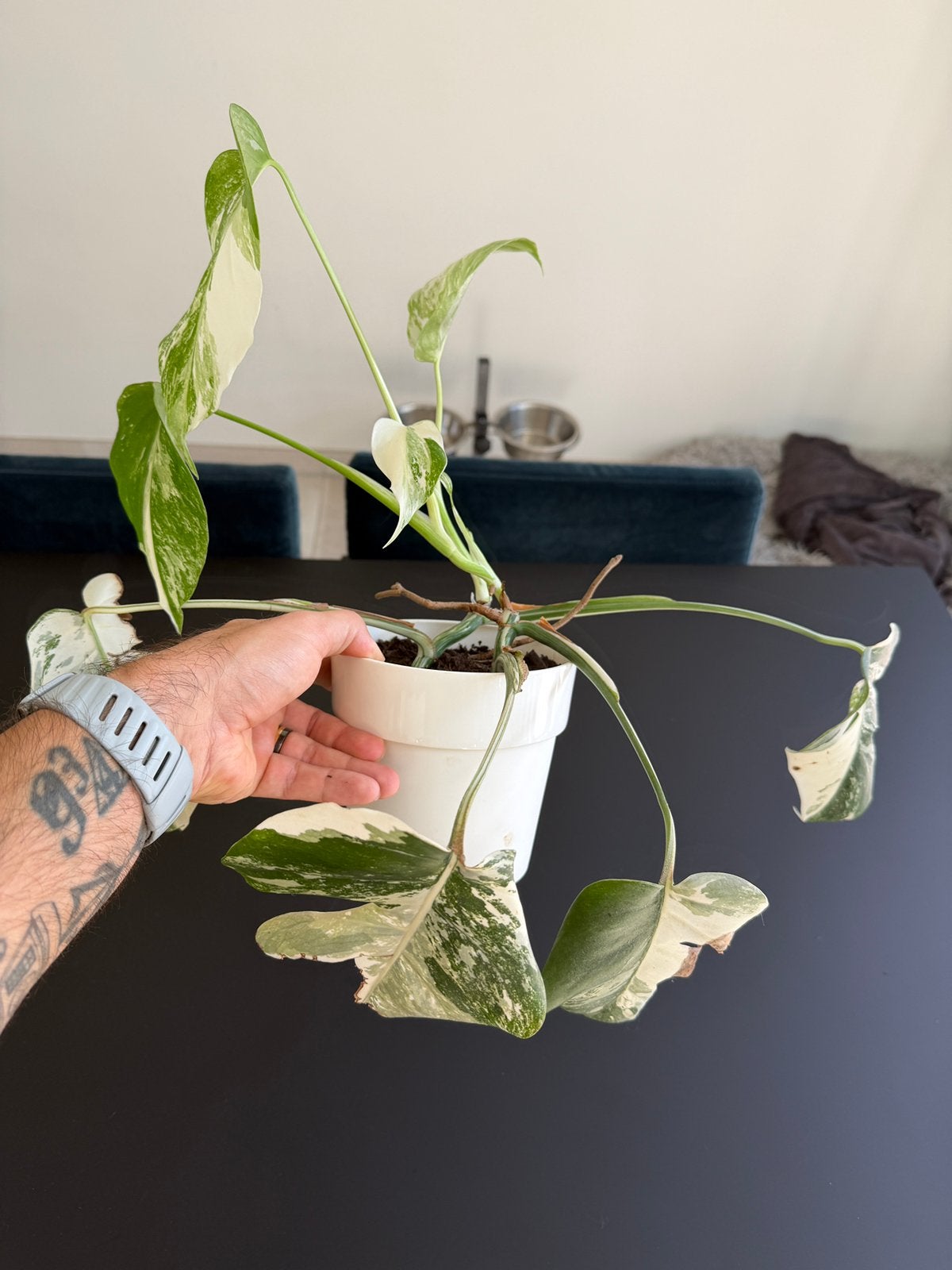 Monstera Deliciosa Albo, Ophalen, Overige soorten, Minder dan 100 cm
