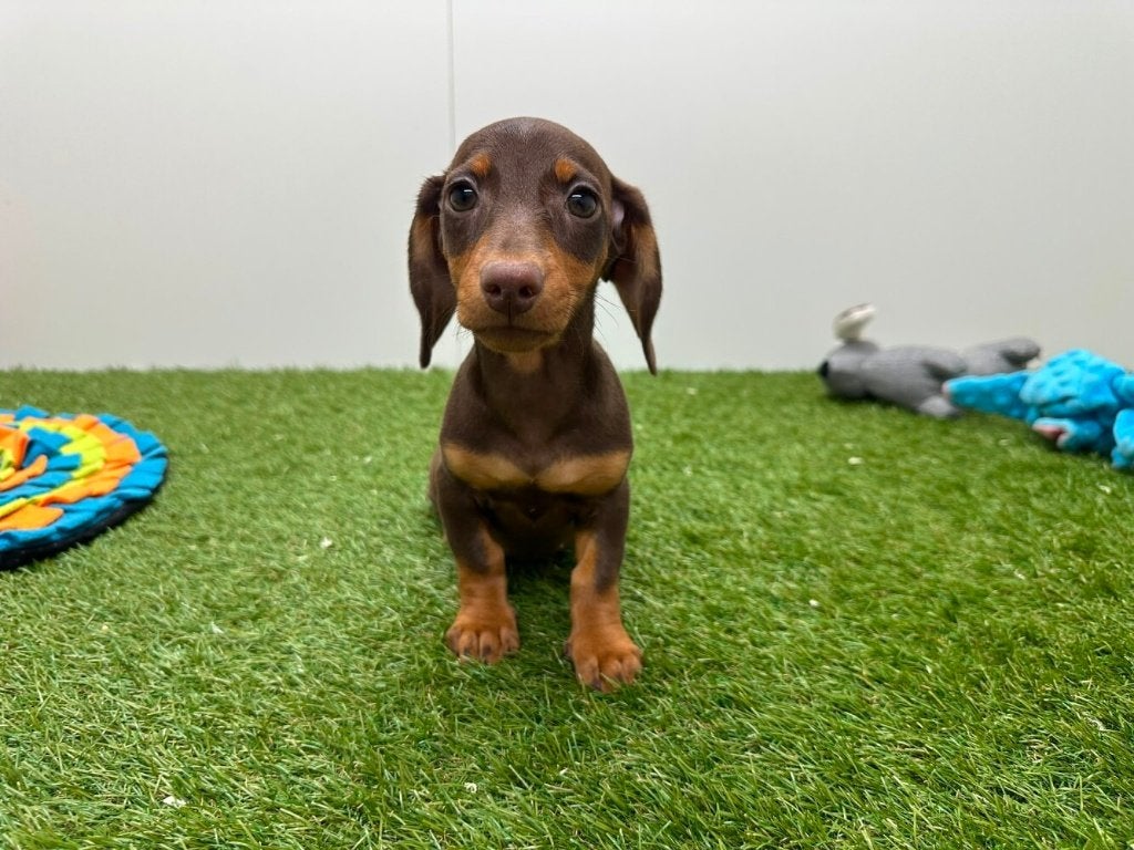 Gladharige Dwergteckel pups, Dieren en Toebehoren, België, 8 tot 15 weken, Korthaar, Dwerg