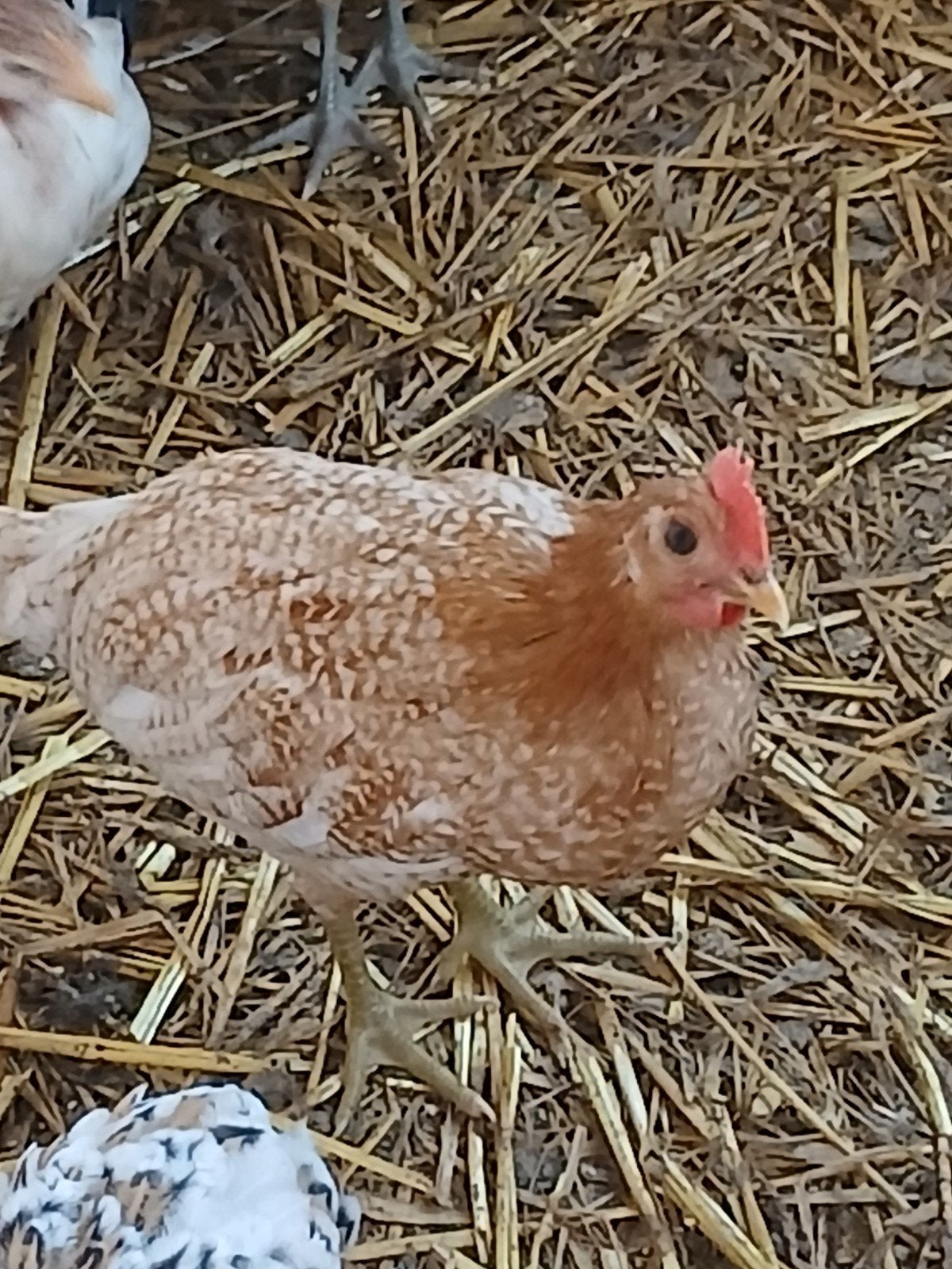 Coq brakel doré et blanc, Mâle, Poule ou poulet