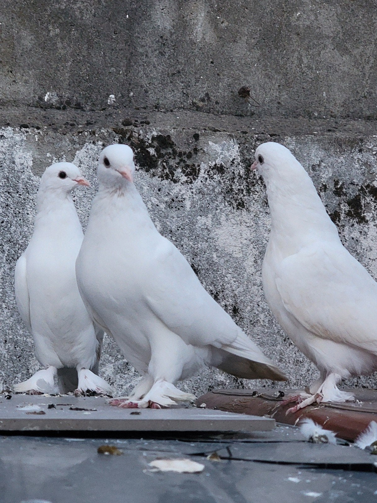 Heel mooie Mardin takla, Dieren en Toebehoren, Vogels | Duiven