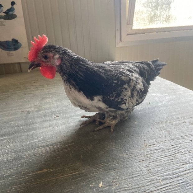 Hanen en 1 hen Bassette, Meerdere dieren, Kip