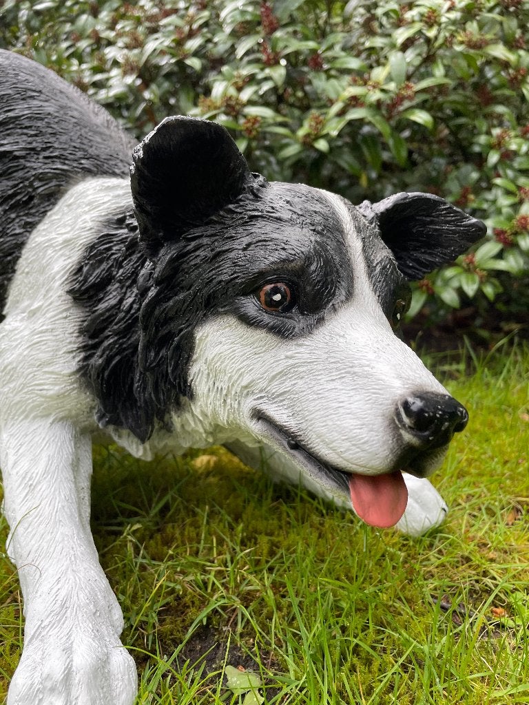 (Tuin)beeld Bordercollie, hond, tuin, kennel 60cm, Ophalen, Nieuw, Kunststof, Dierenbeeld