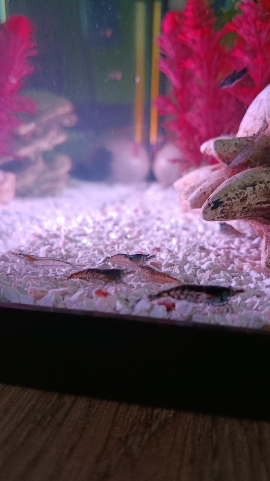 Neocaridina garnalen, Homard, Crabe ou Crevette, Poisson d'eau douce, Banc de poissons