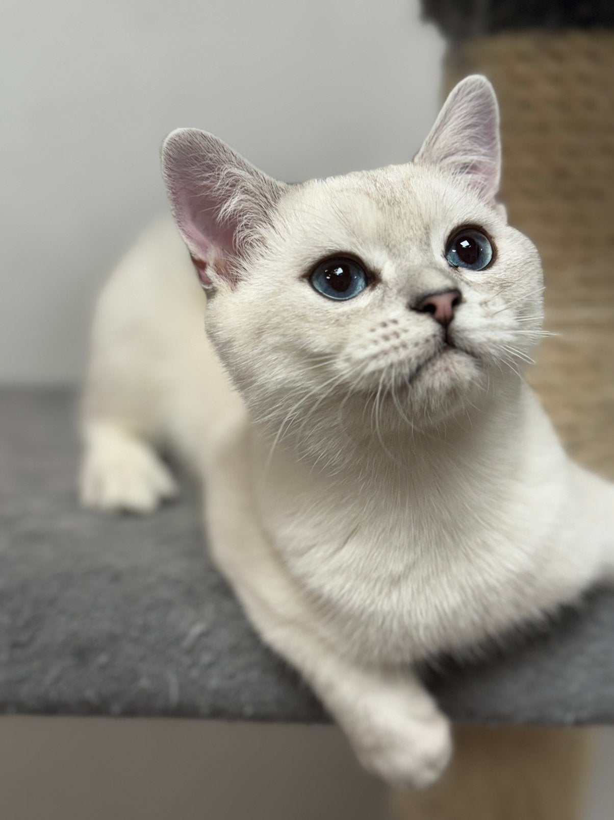 kitten Britse korthaar, Chat, Avec puce électronique, 0 à 2 ans