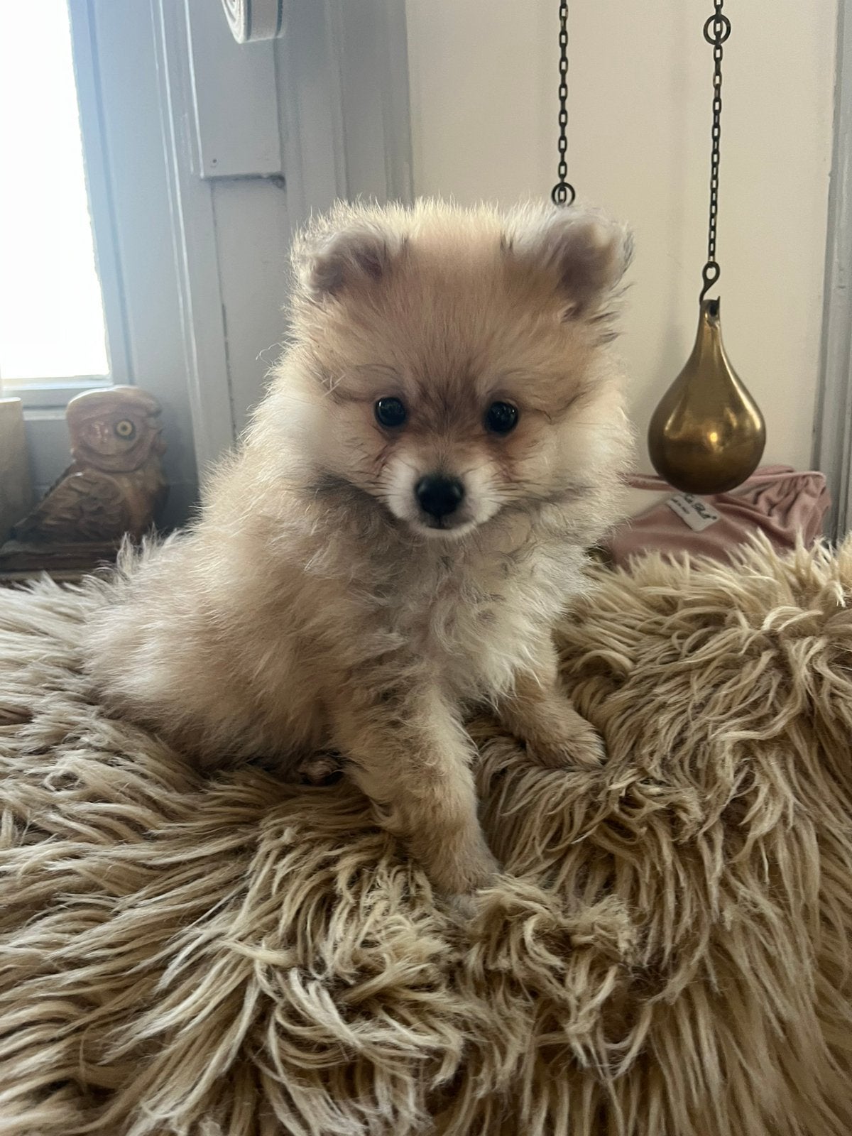 Pomeriaan pups, Dieren en Toebehoren, Parvo, België, Particulier, Keeshond