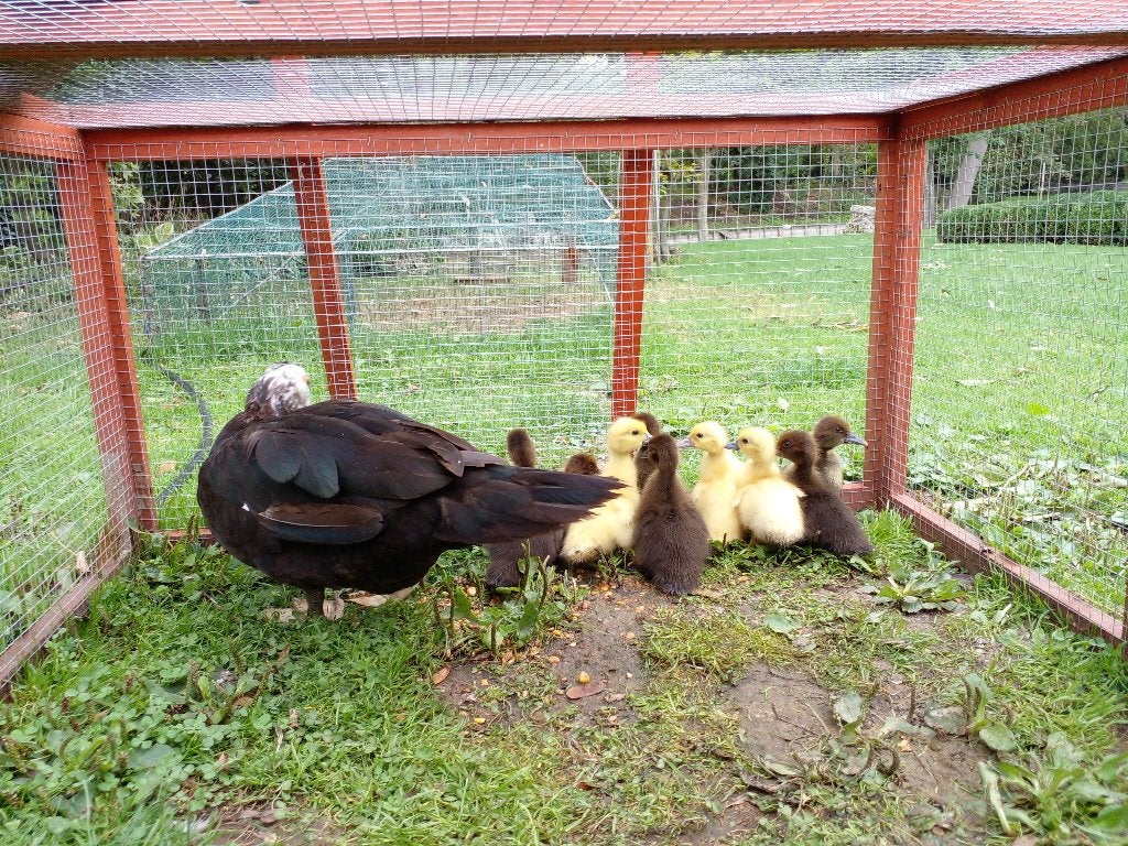 Poussins Barberie, Animaux & Accessoires, Sexe inconnu, Canard