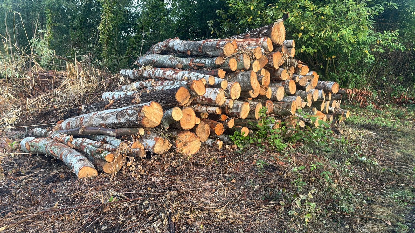 Berken en of els brandhout 3 meter, Tuin en Terras, Brandhout, Ophalen of Verzenden, Stammen