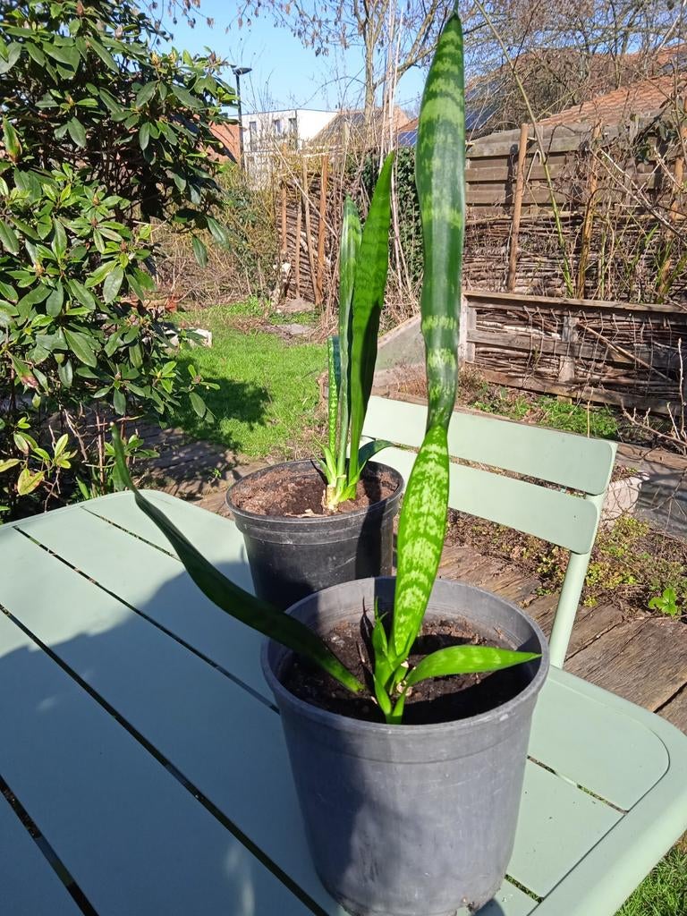 Sanseveria, Ophalen
