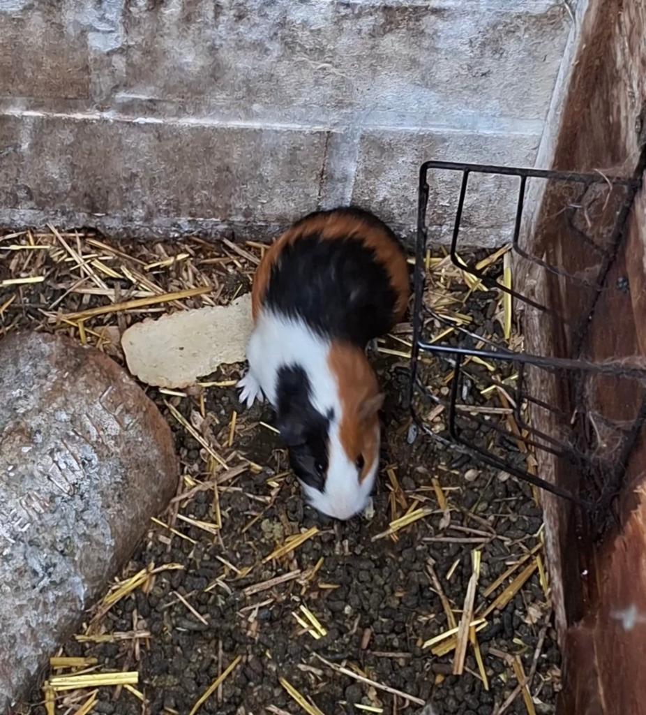 Cavia's 2 vrouwtjes en 1 man, Februari, Cavia
