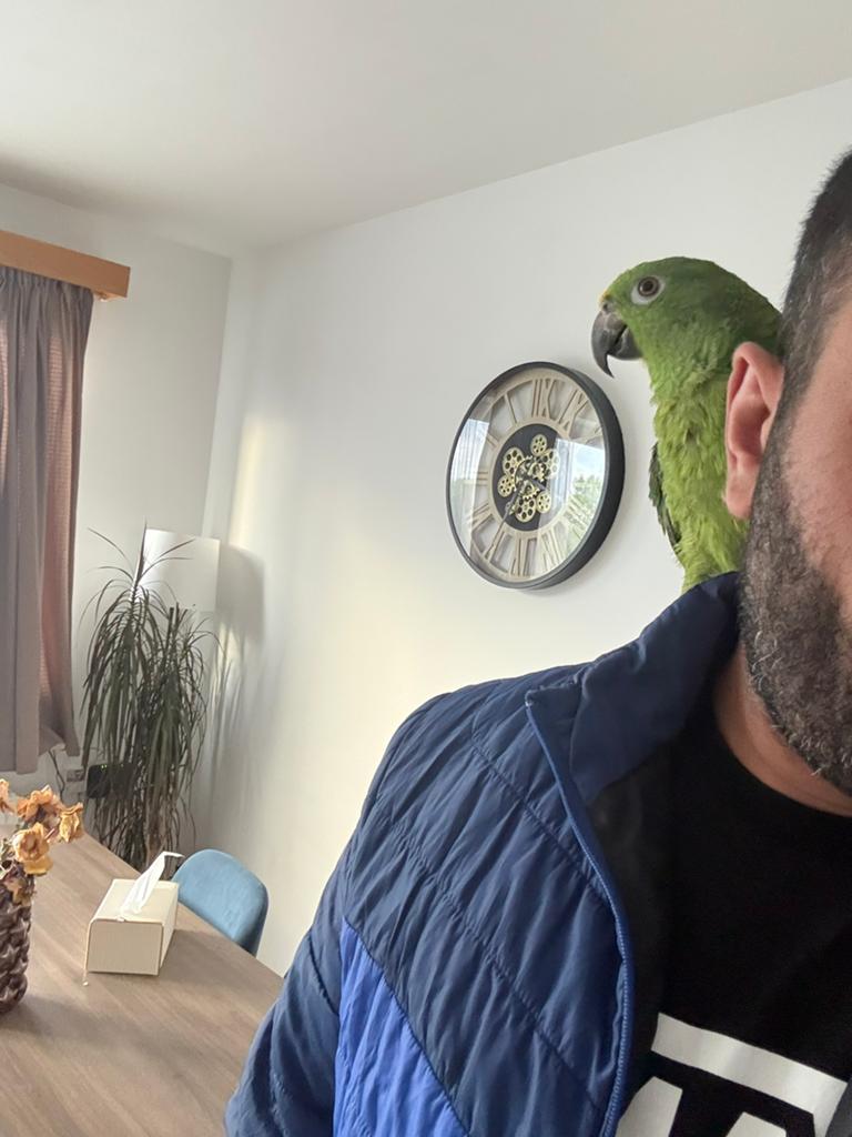 Geel voorhoofd amazone papegaai, Dieren en Toebehoren, Mannelijk, Papegaai, Pratend