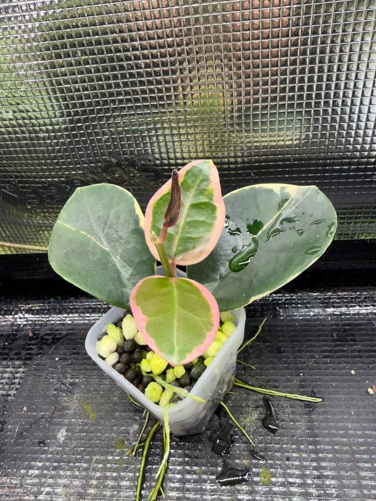 Hoya australis blondie, Ophalen of Verzenden