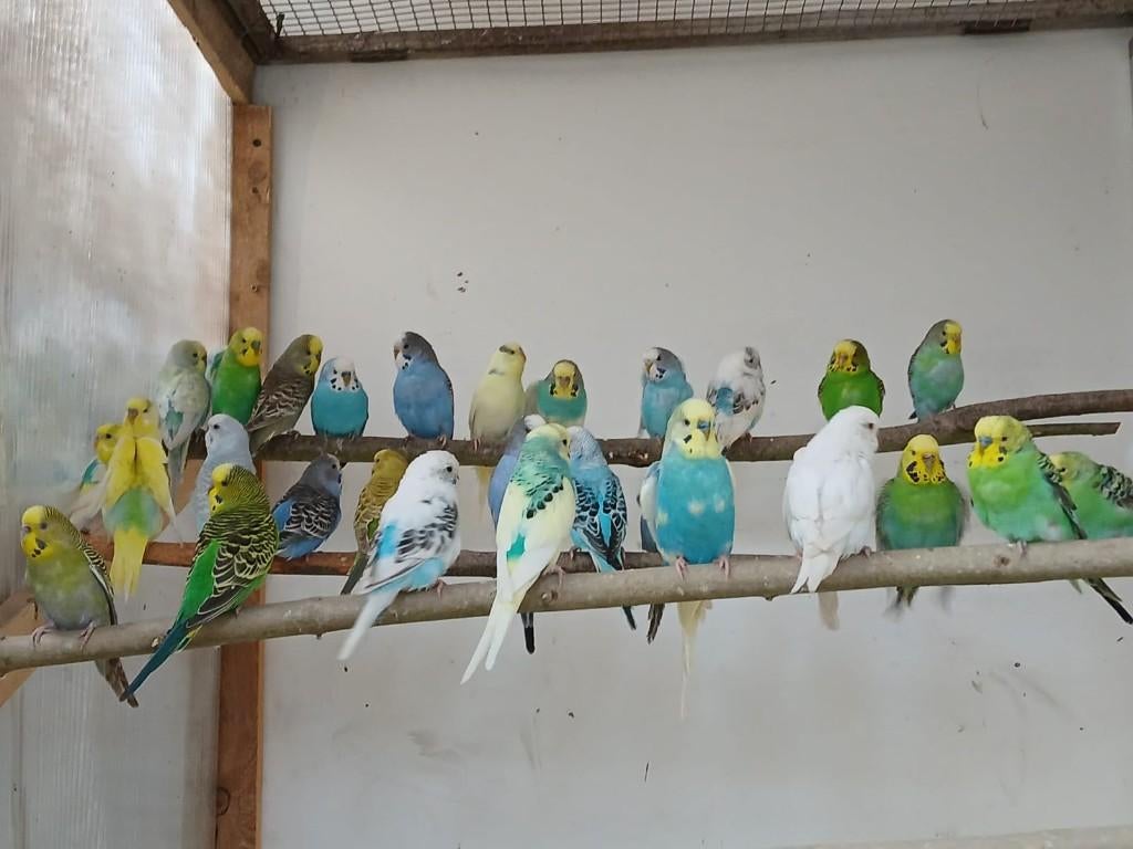 Grasparkieten klaar voor de kweek, Plusieurs animaux, Perruche