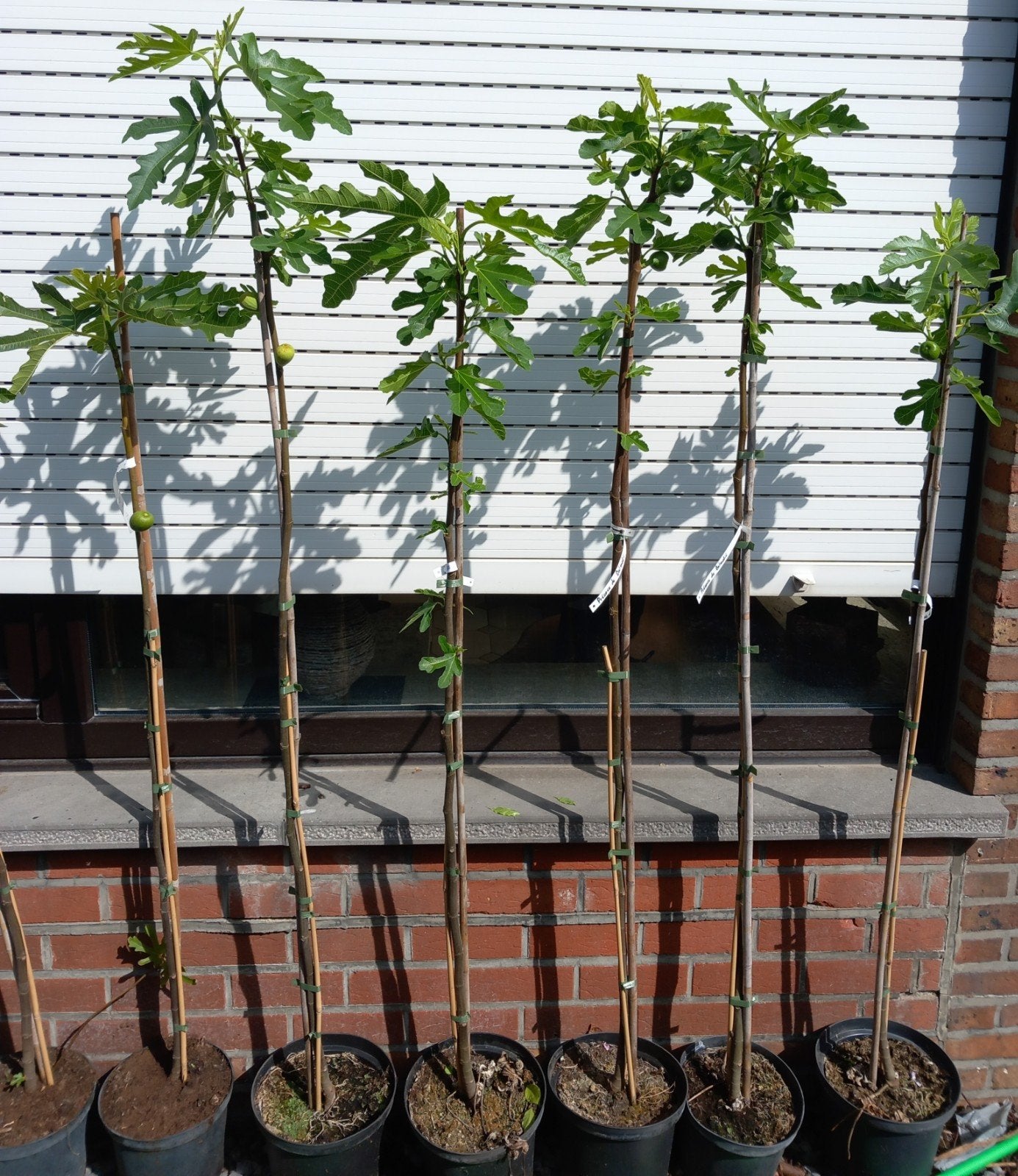 PRACHTIGE VIJGENBOOMPJES 1,5 METER, HONINGVIJGEN, 18€/STUK, Tuin en Terras, Planten | Fruitbomen, Lente, Volle zon, In pot, Ophalen of Verzenden