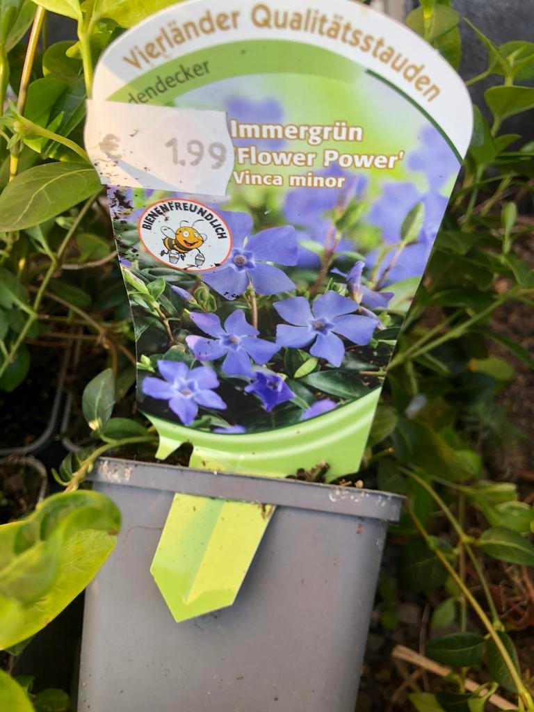 Vinca minor, Ophalen