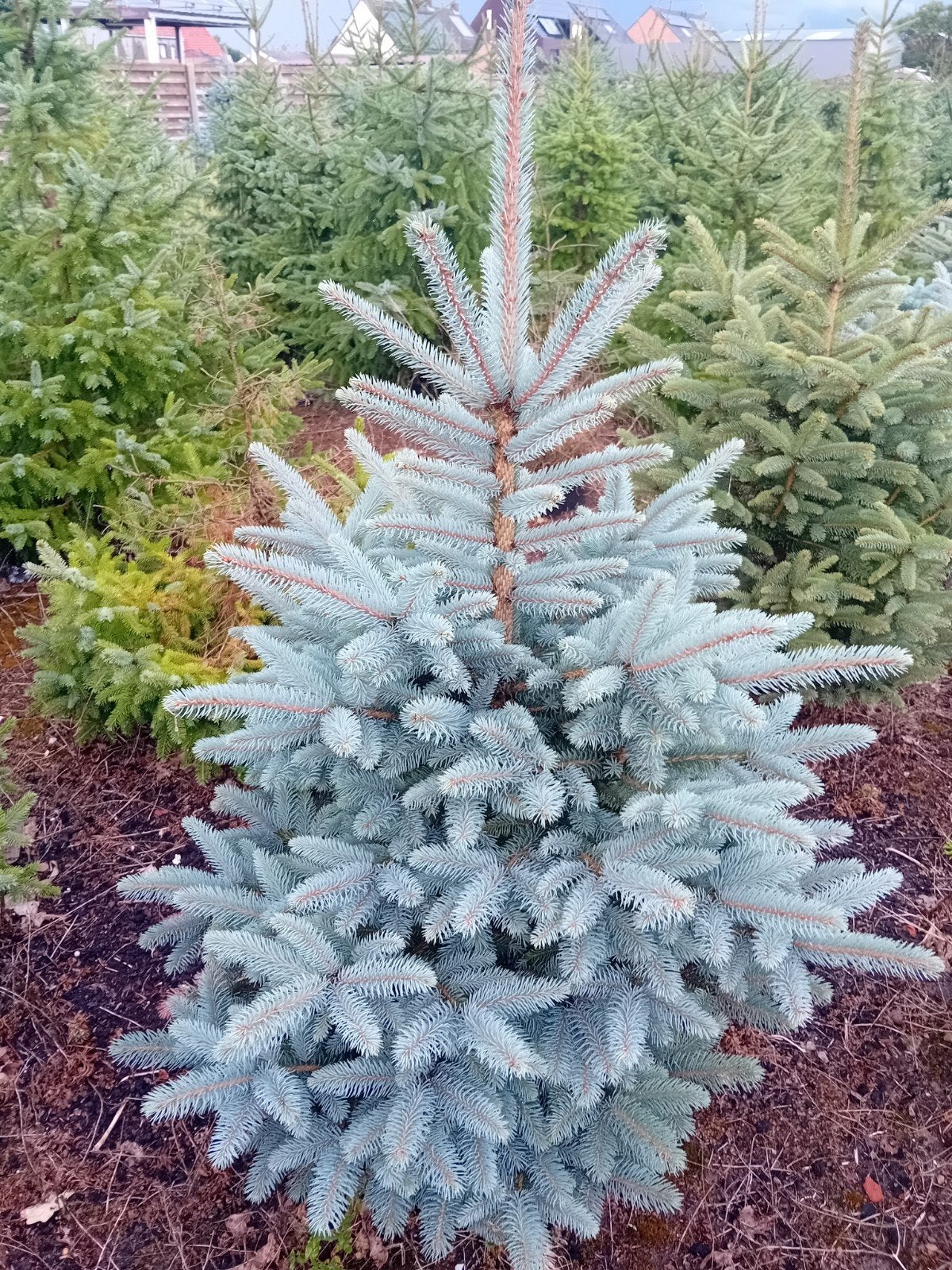 super lot kerstbomen te koop potgedrukt slechts 19,99euro, Tuin en Terras, Verzenden