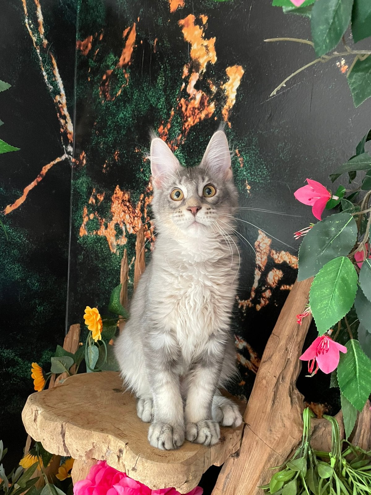 Maine coon kitten, Kater, Met stamboom, 0 tot 2 jaar